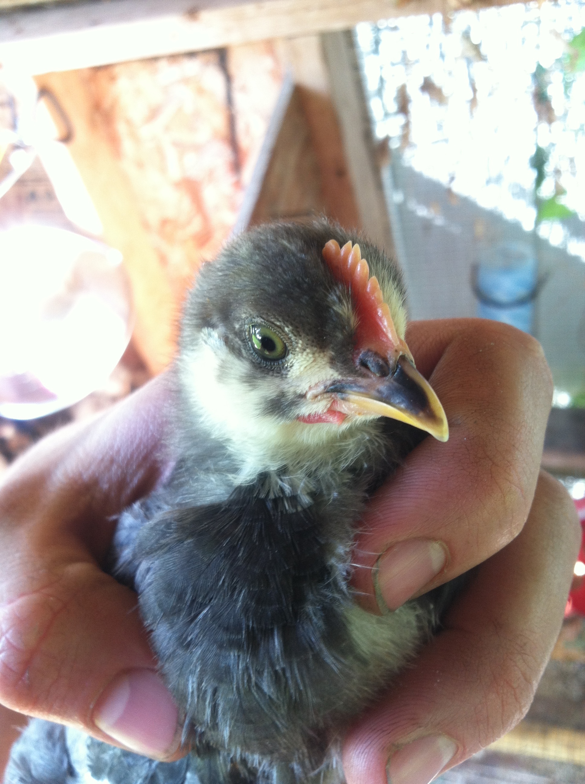 Certainly a rooster