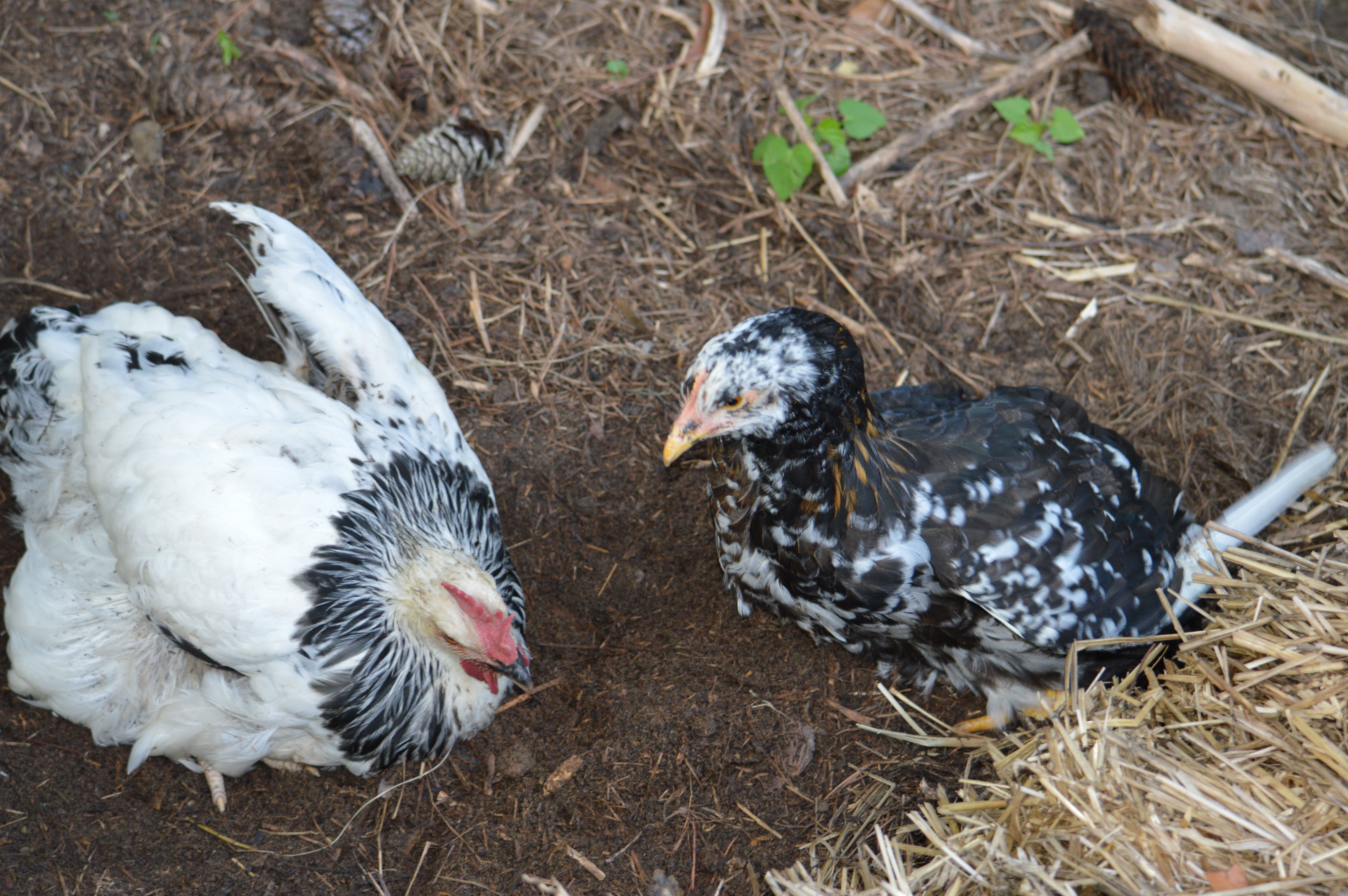 Cesar and Jade taking a dust bath