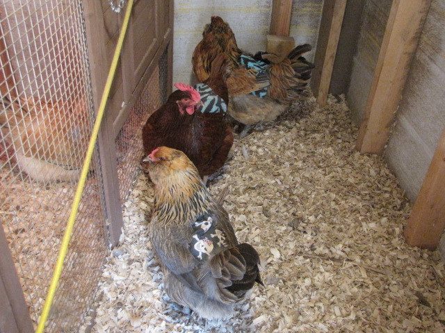 CG, Bellatrex (one with the skull and crossbones saddle) checking out mama silkie sitting on her eggs