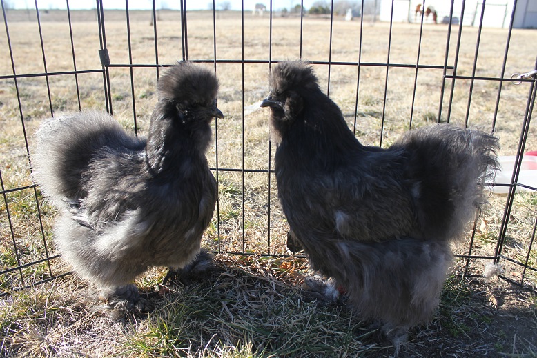 CG/Touchwood Silkies
face off