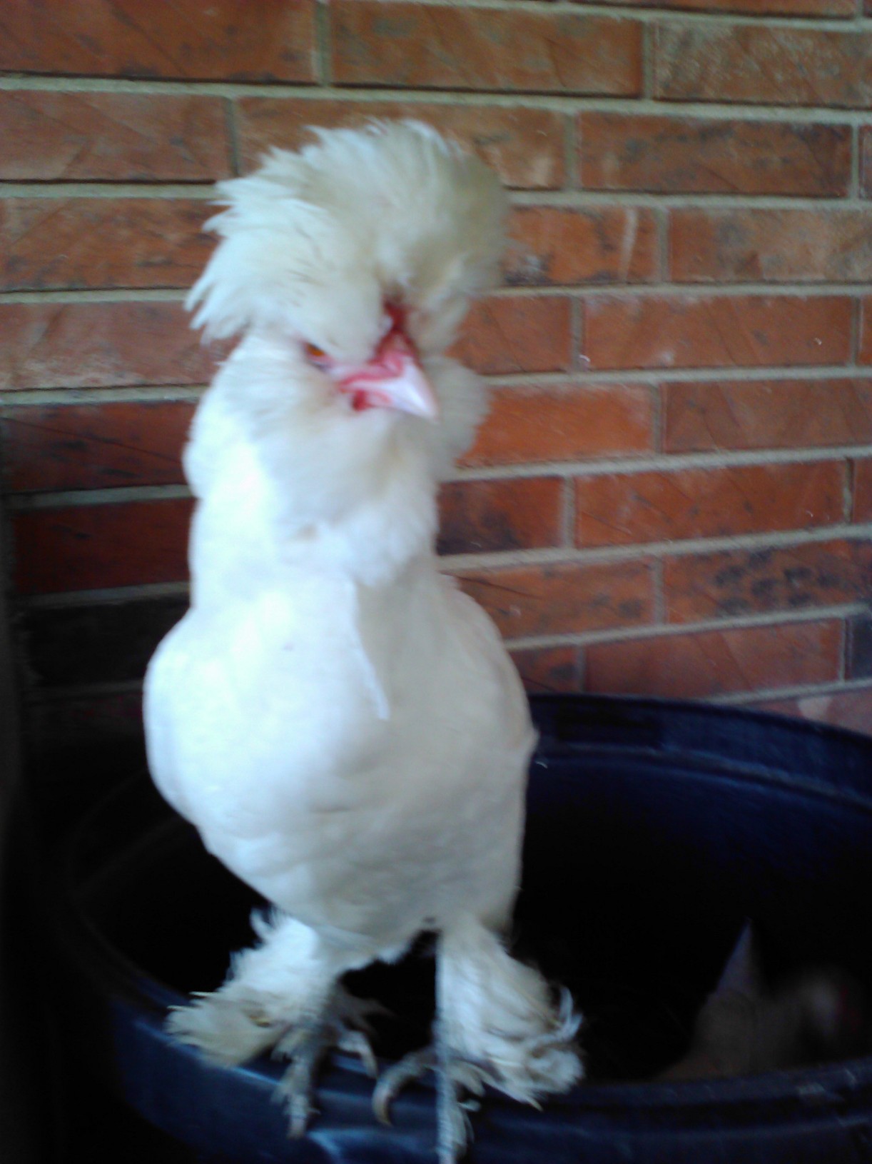 Cha Cha. Yes she is a diva!