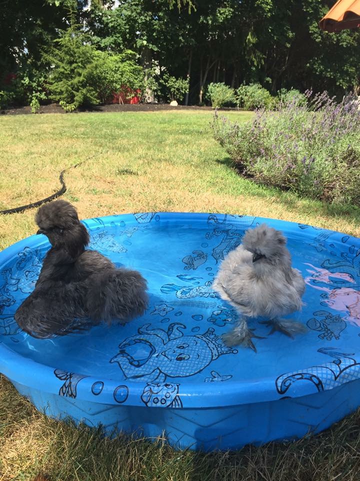 Chainsaw & Chewbacca taking a dip this summer