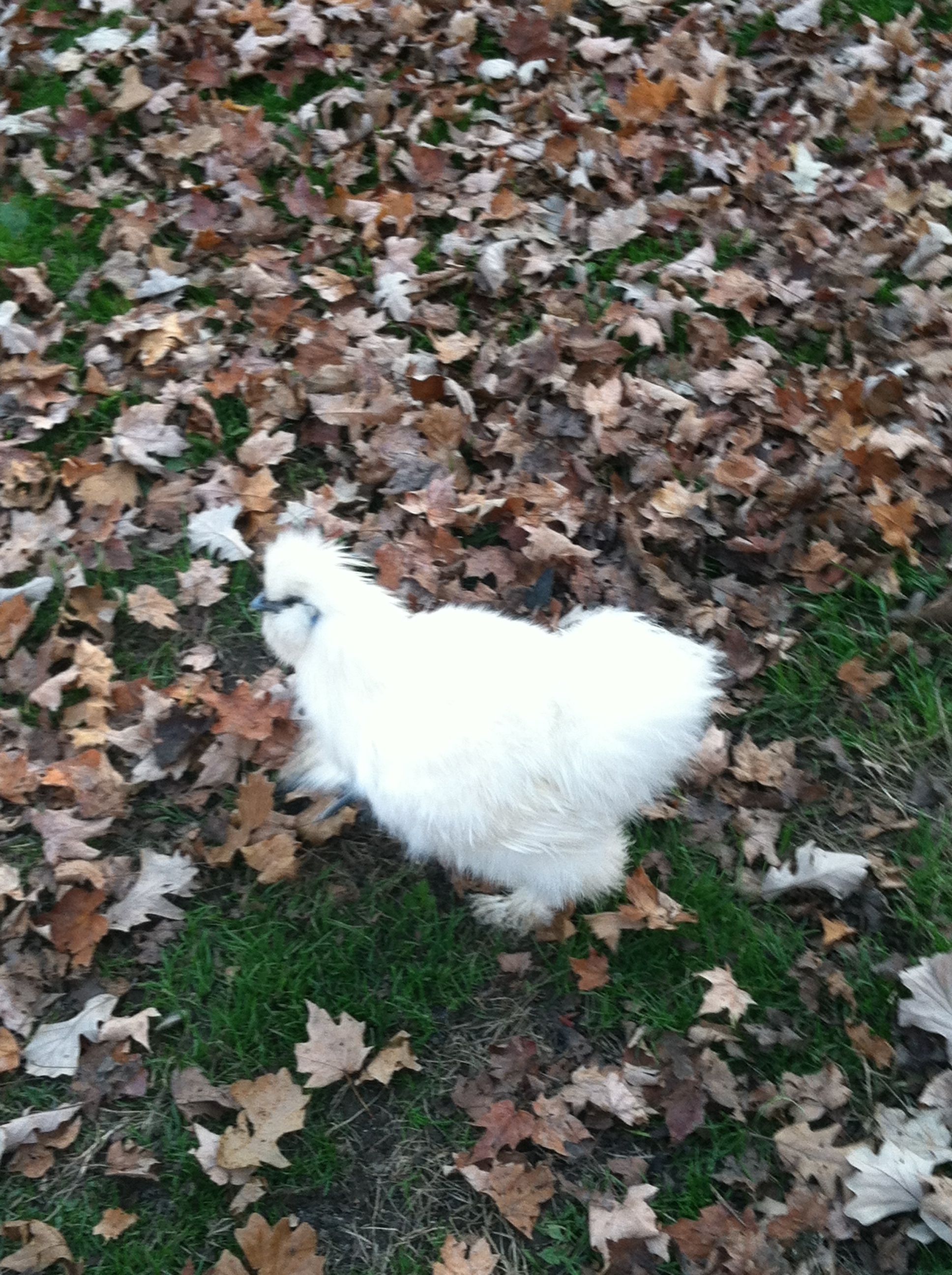Chalupa on the "go".