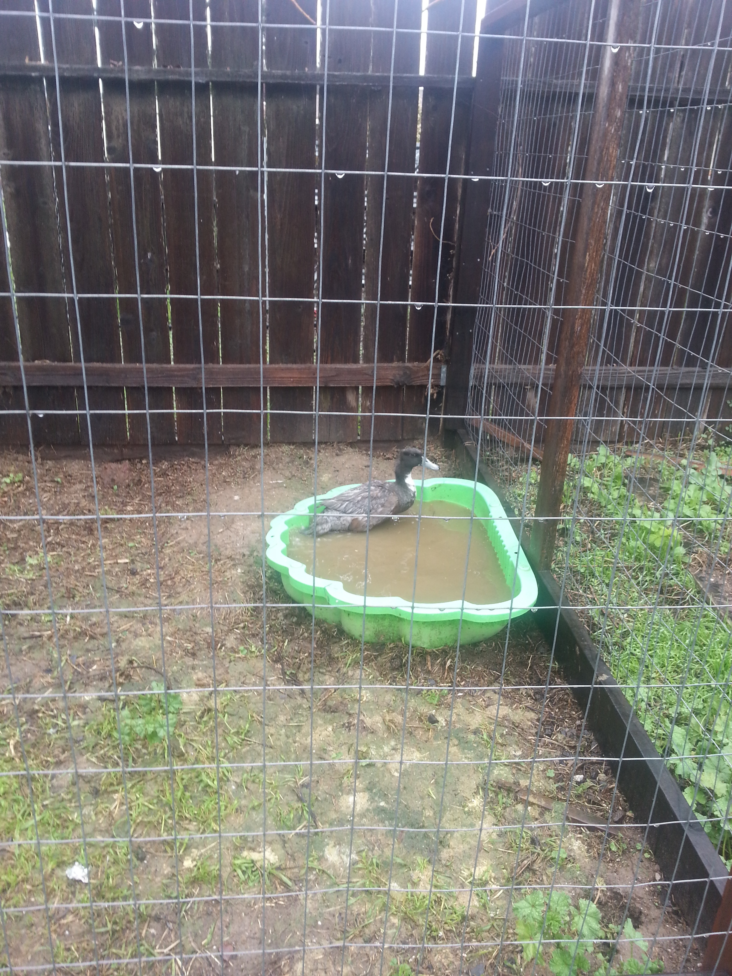 Champagne, my Blue Swedish/Mallard male, that was born pigeon toed and wry necked. He is my favorite, even though he is kinda ugly. He seized the opportunity to bath in the goose's swimming pool (time to change it apparently). This was FULL, and my mean full of blackberry nastiness for the two days the geese were in the homeless shelter.
