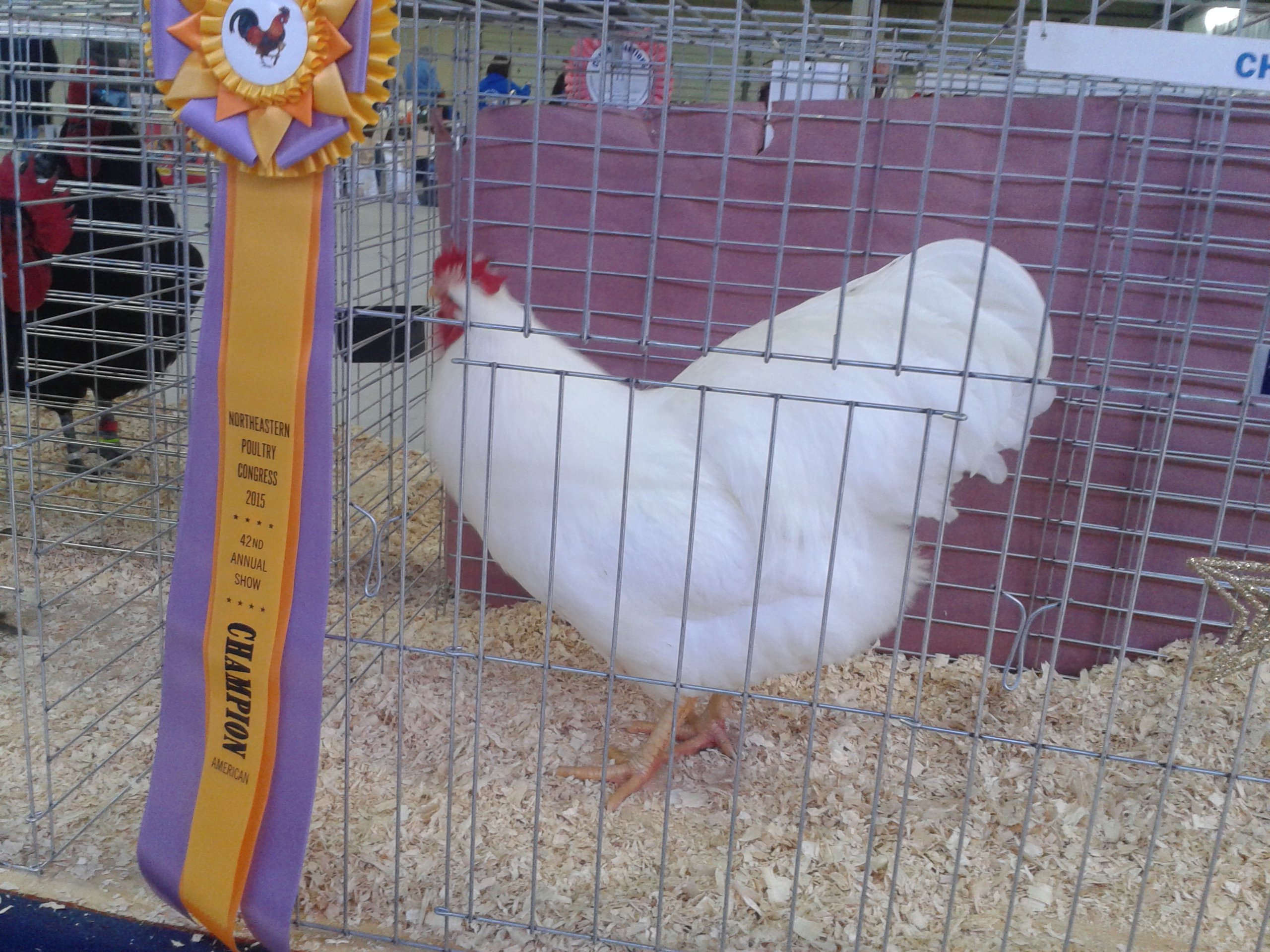 Champion American