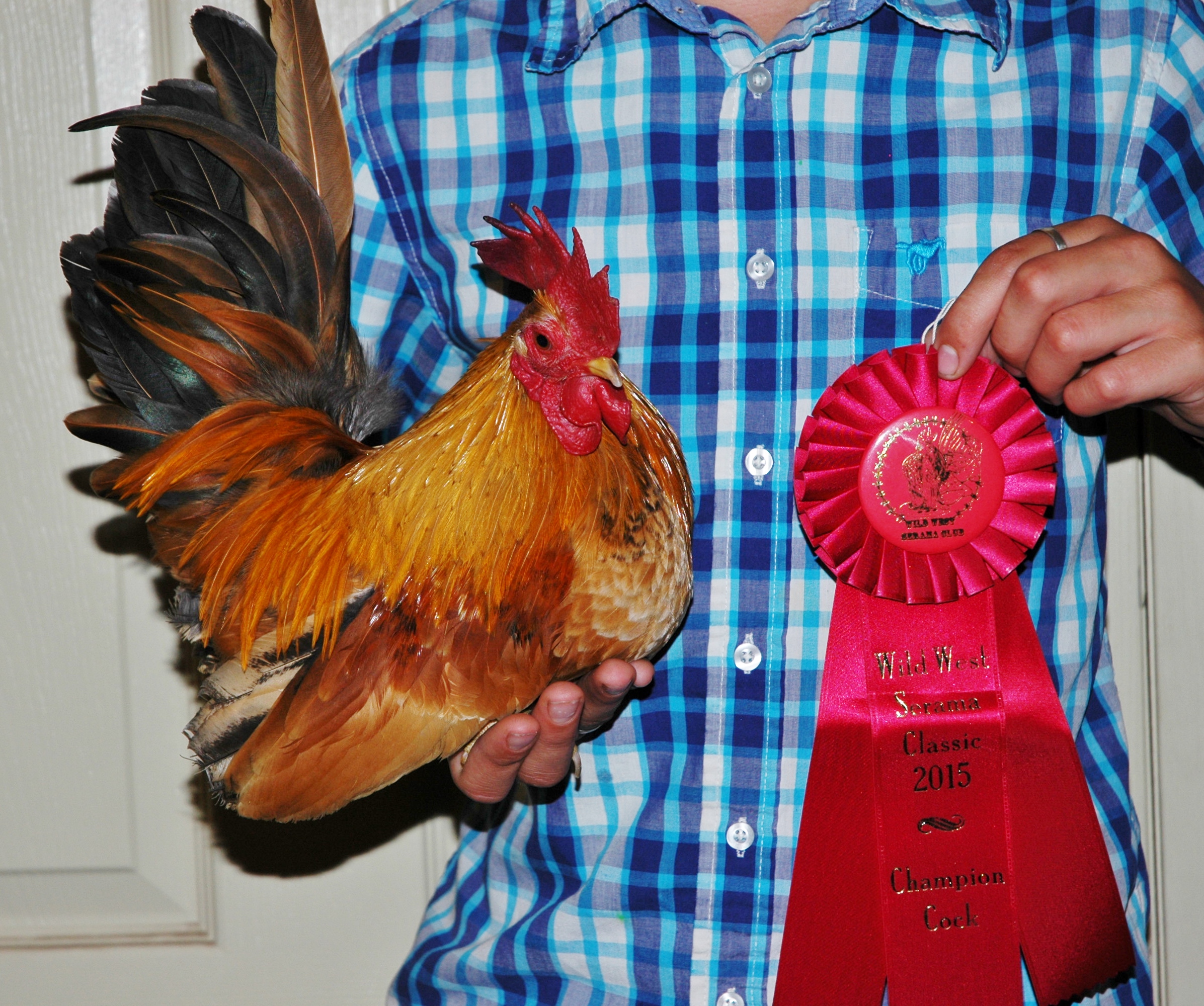 Champion Cock