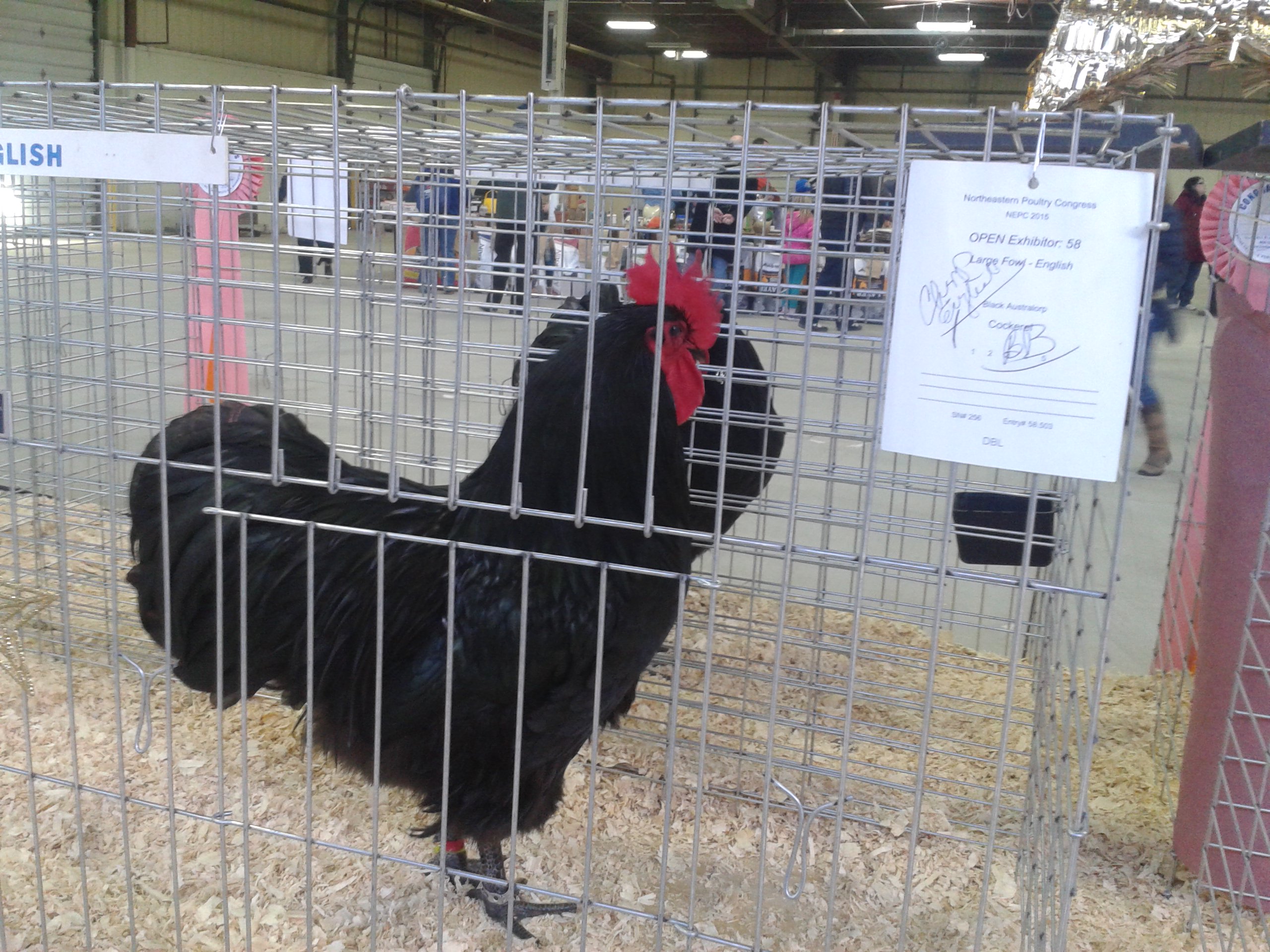 Champion English, Black Australorp
