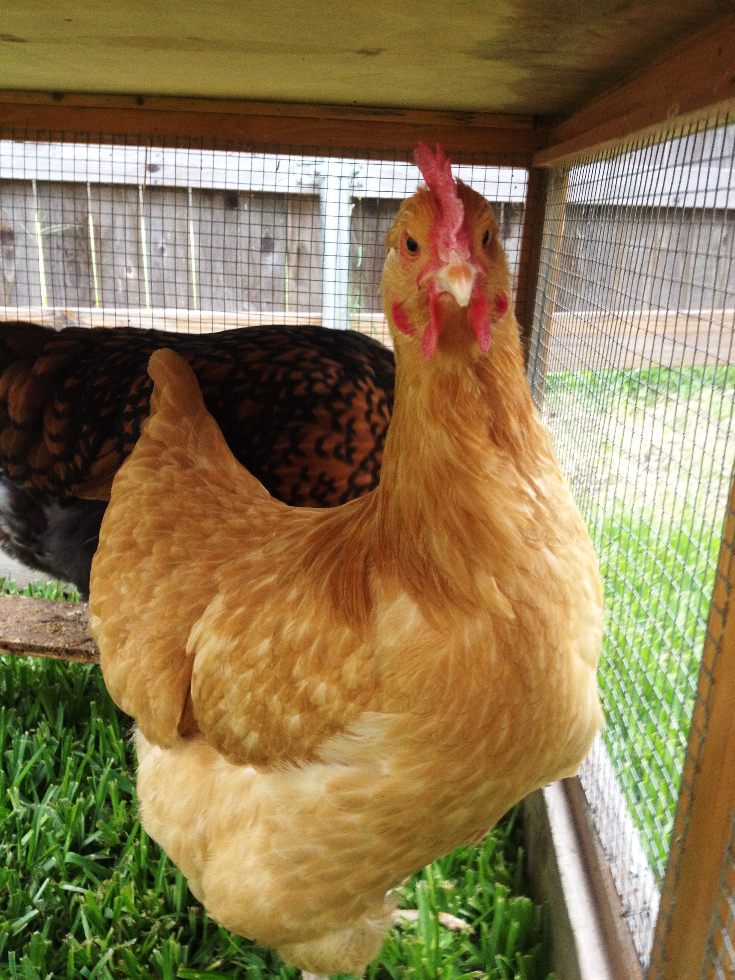 Chance says "what you looking at"