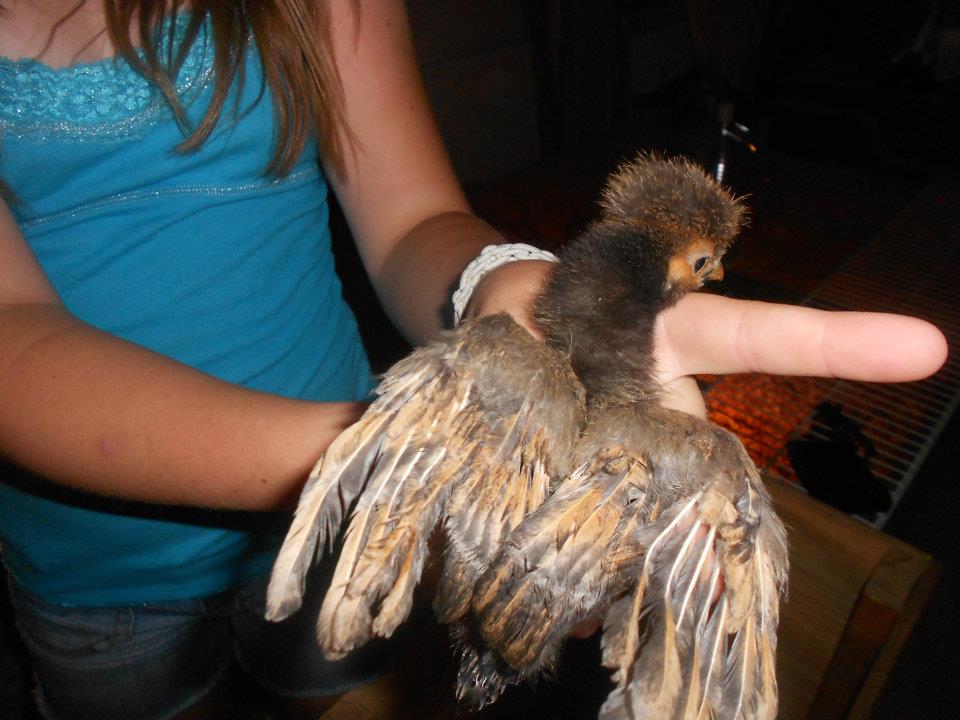 Chance's wing feathers at 3 weeks