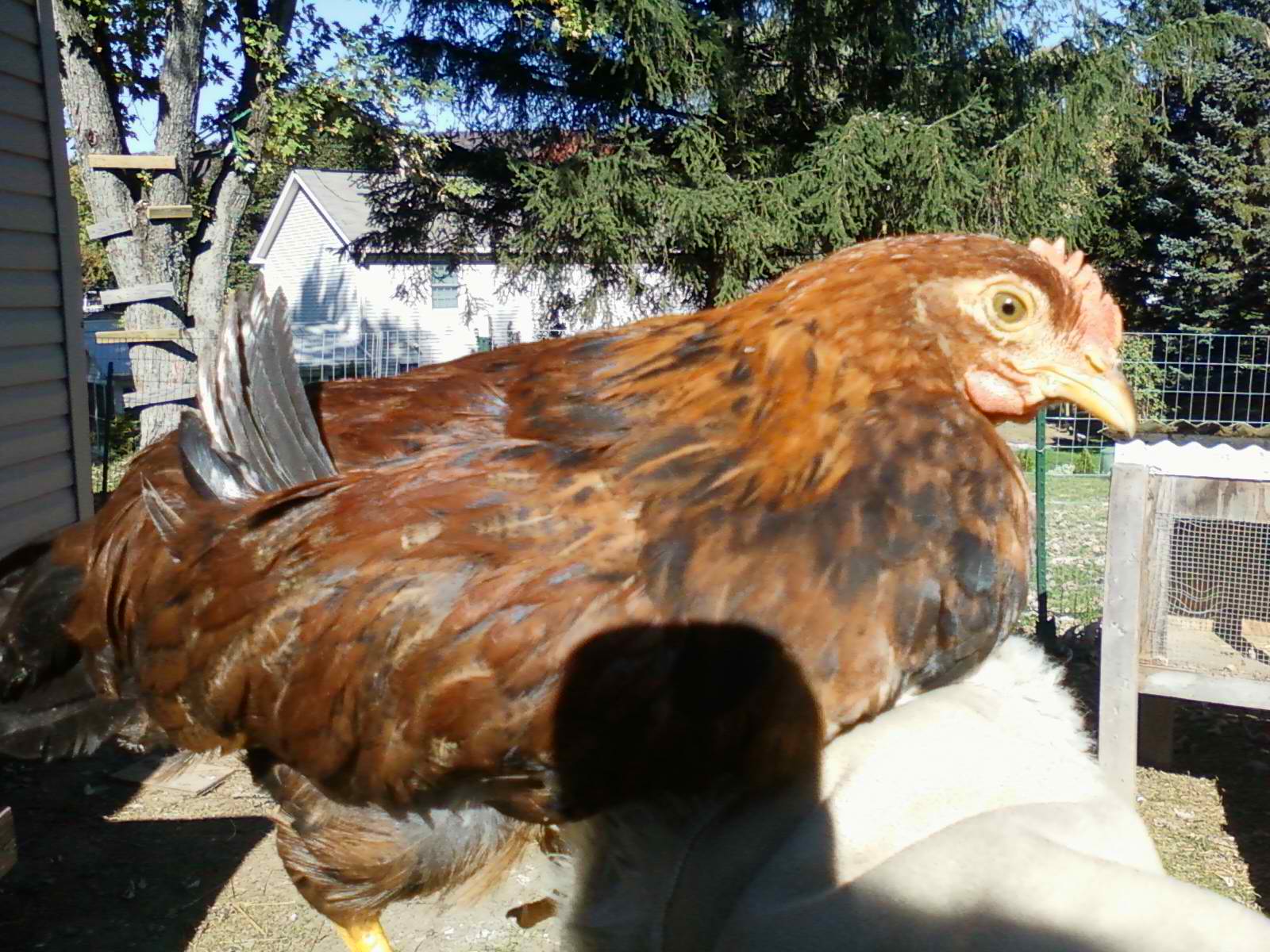 Chanticleer, a Welsumer cockerel, aged 3 1/2 months