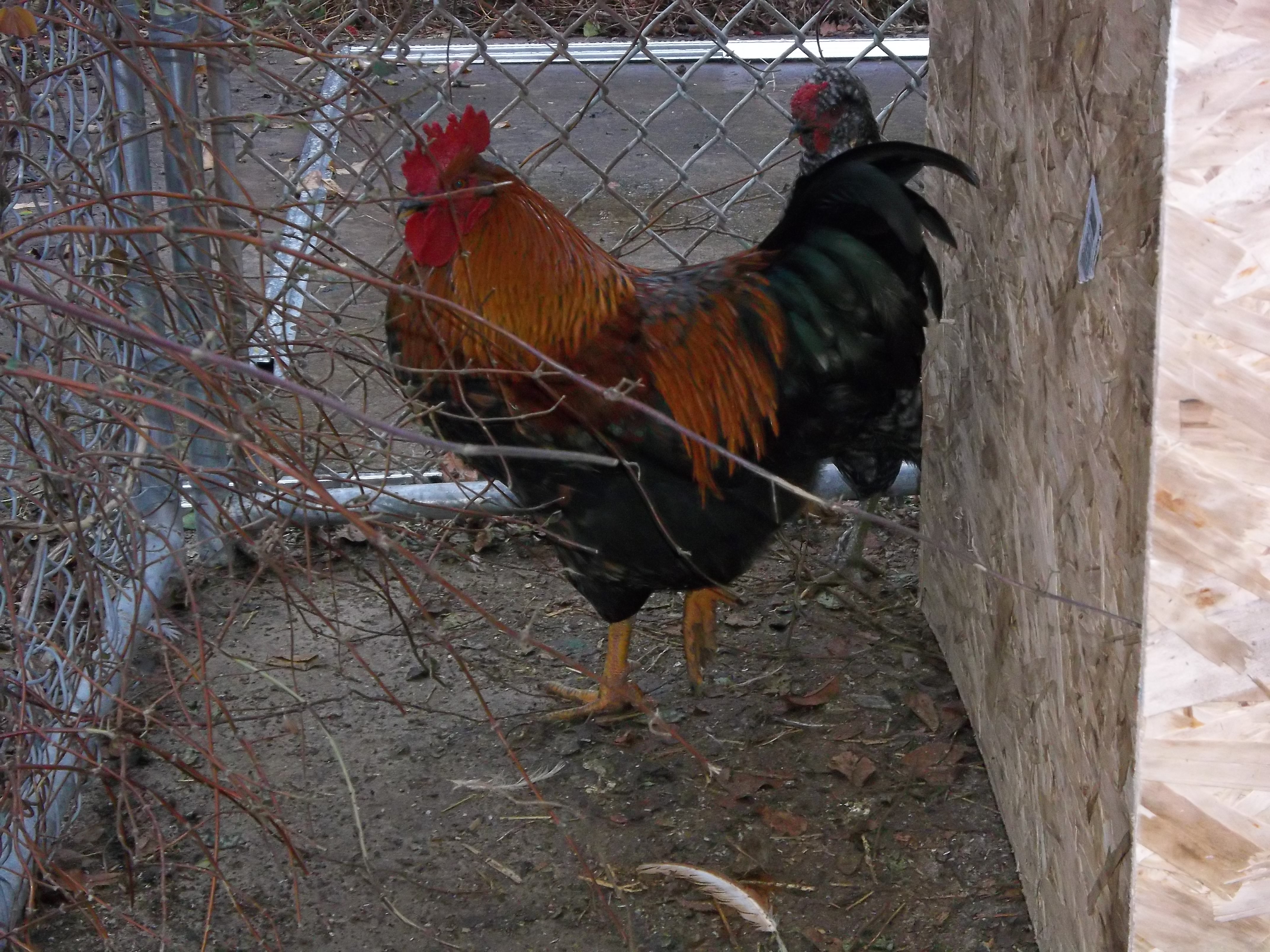 Chanticleer