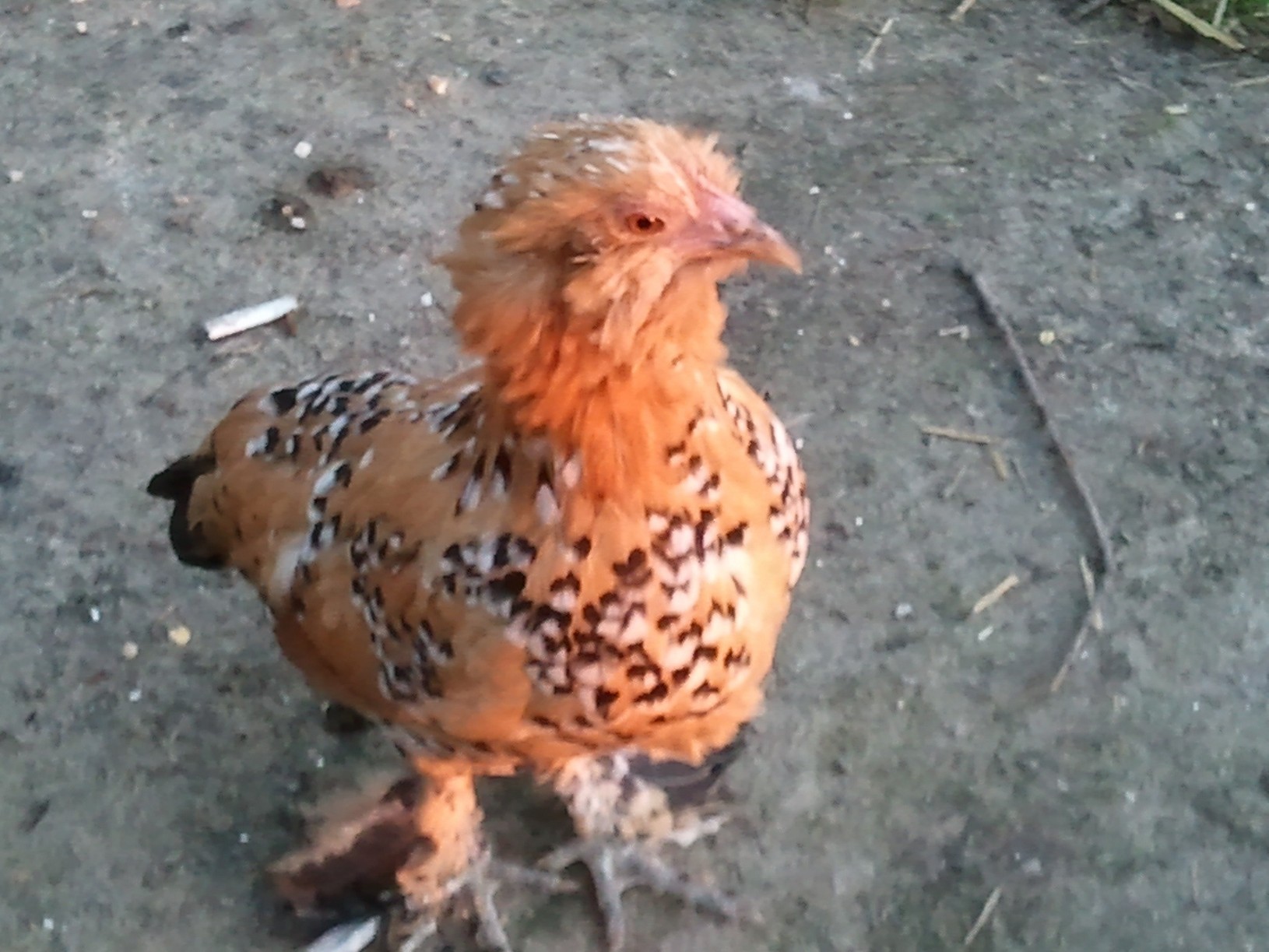 Chappy likes her picture taken !!