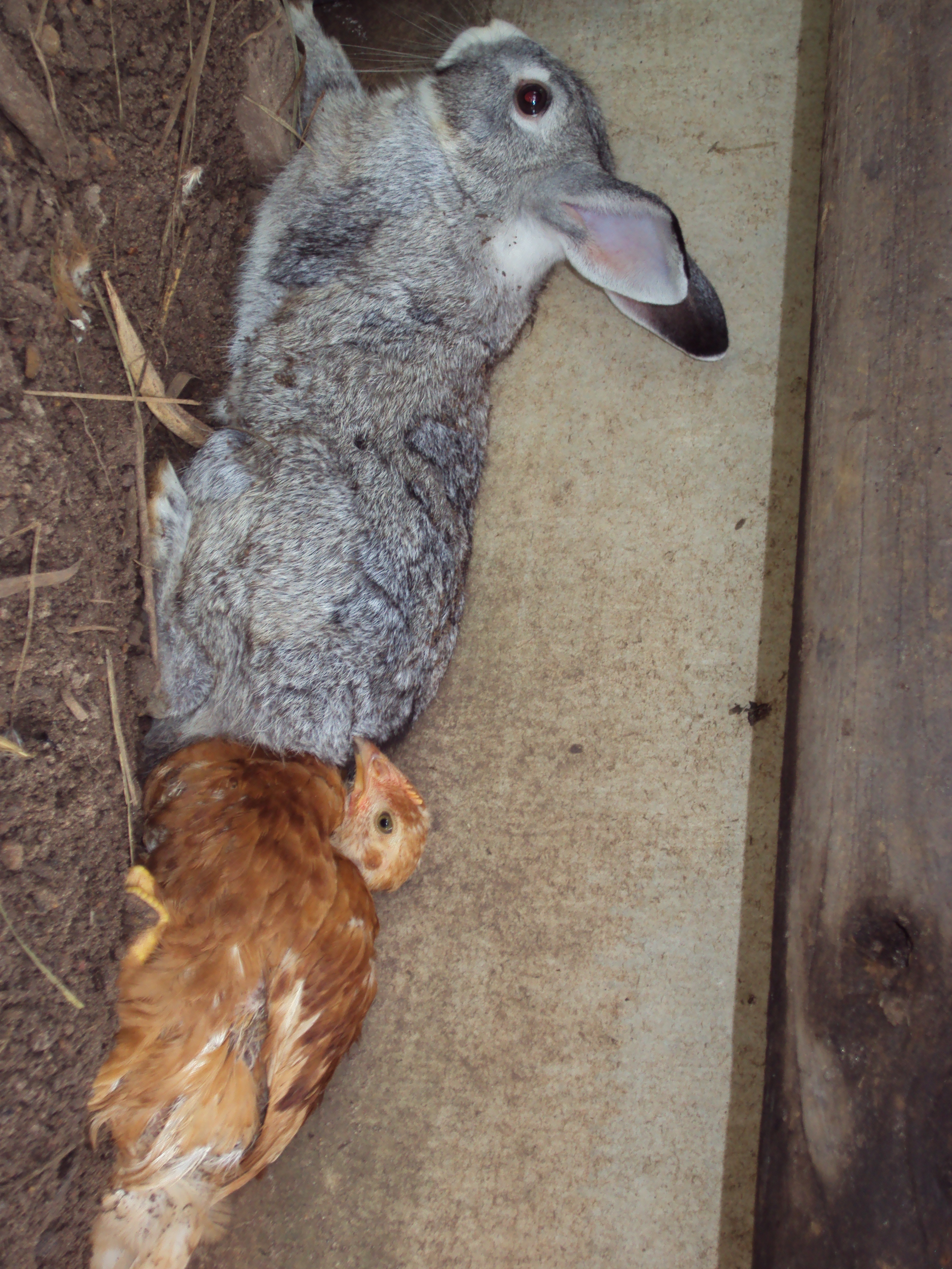 Charity relaxes with Jack the rabbit