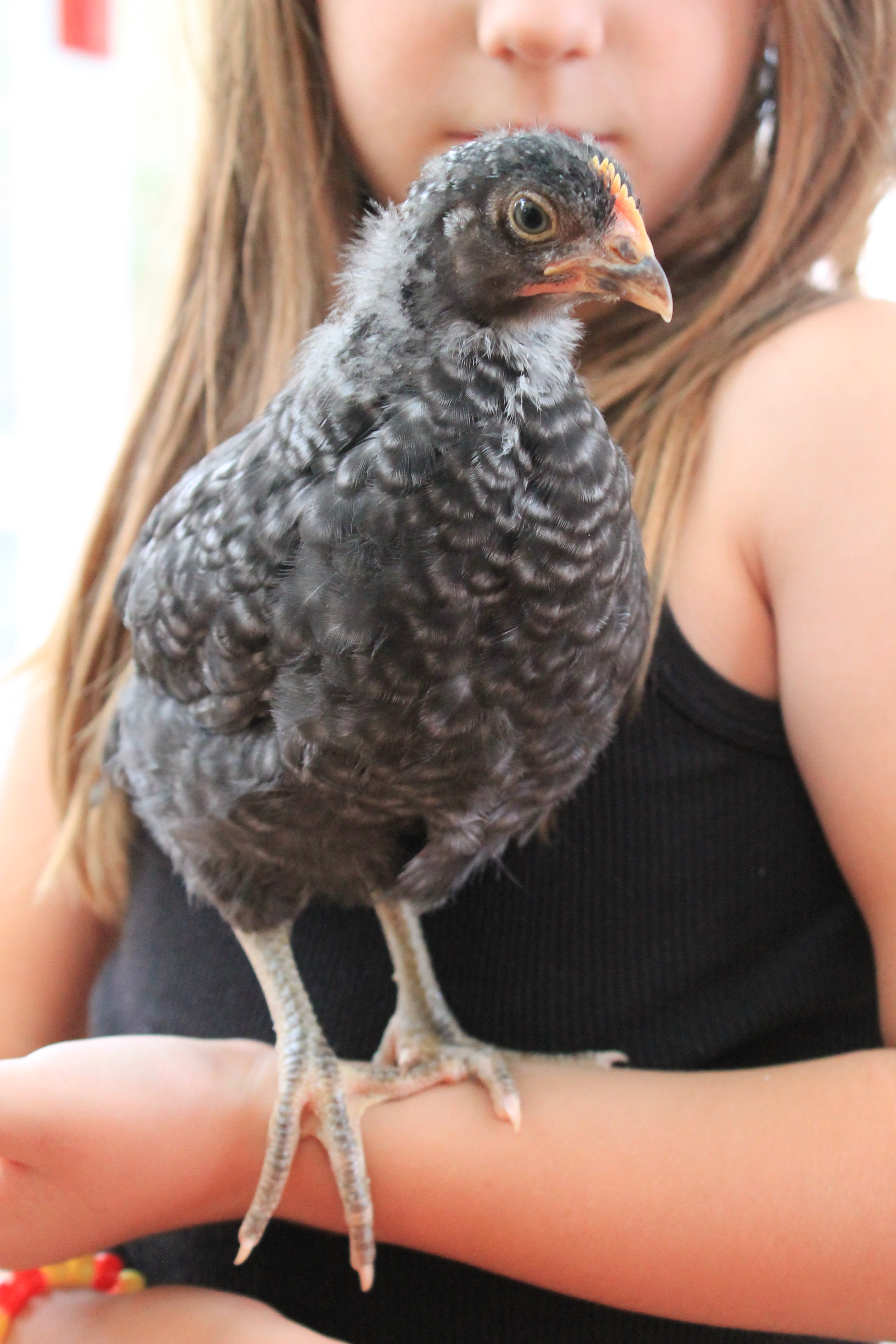 Charkie- Barred Rock