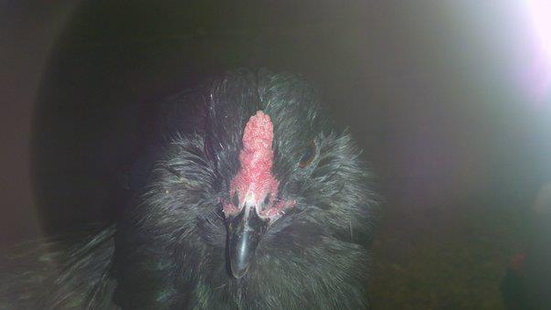 Charleene the EE
R.I.P. 10/6/12