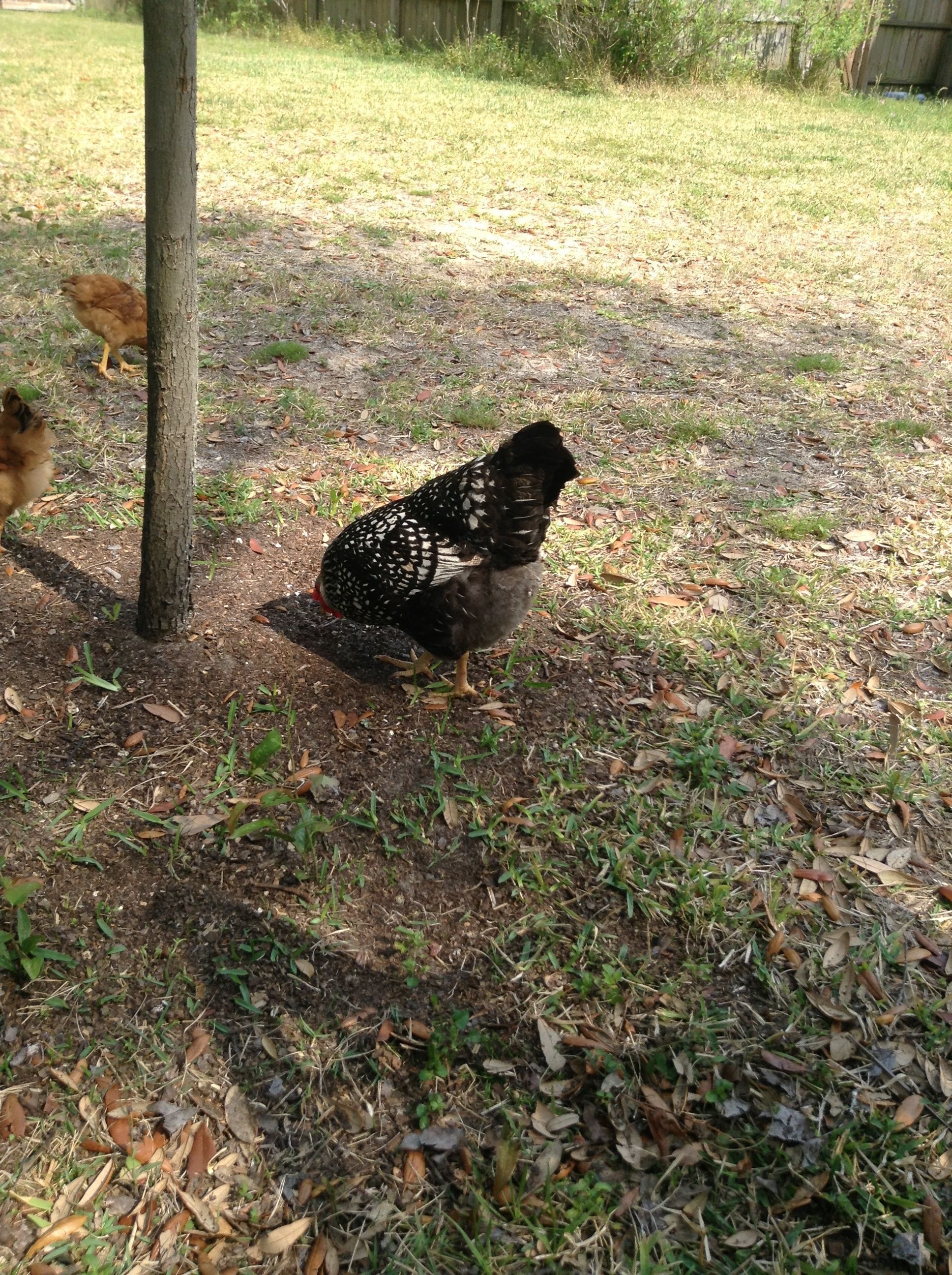 Charlene, 2 years old.