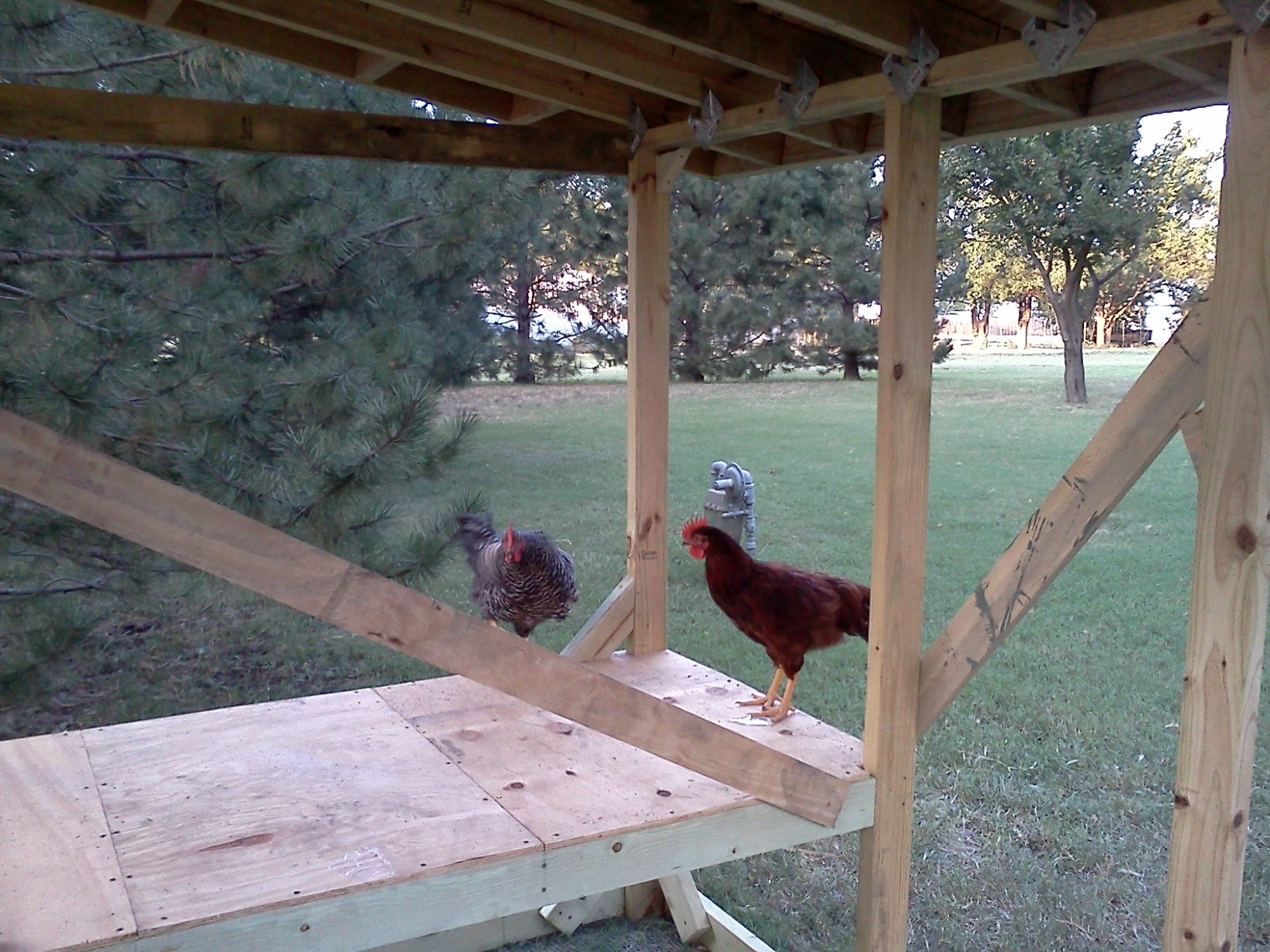 Charlie and Max checking out the coop!