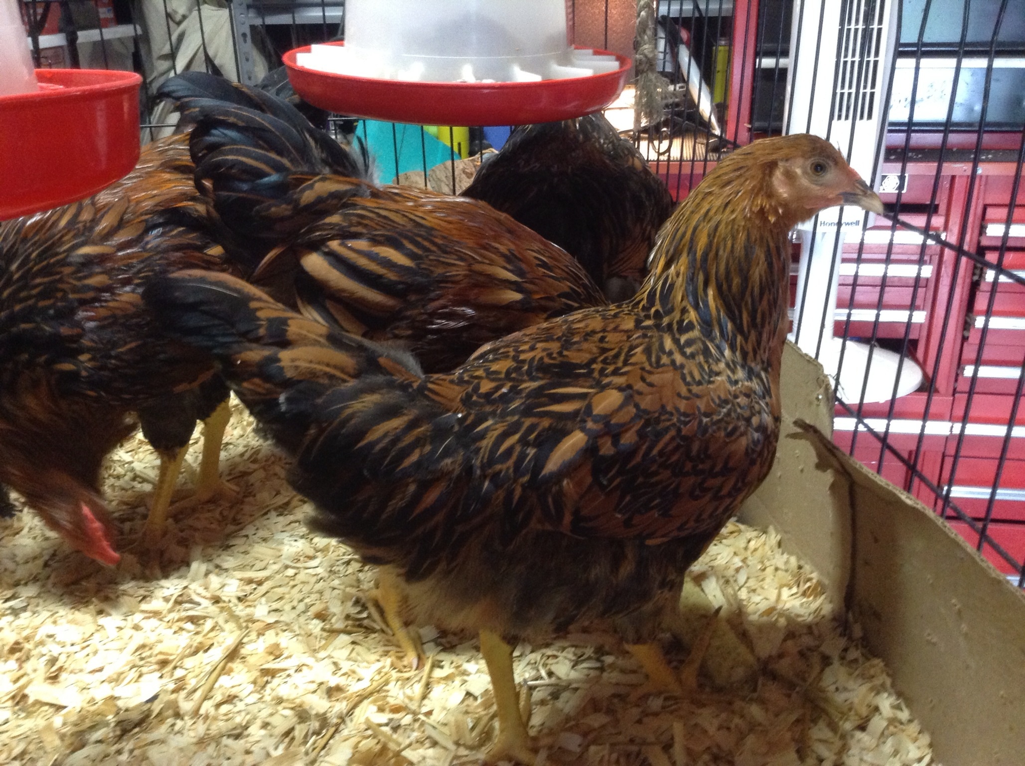 Charlie chick.