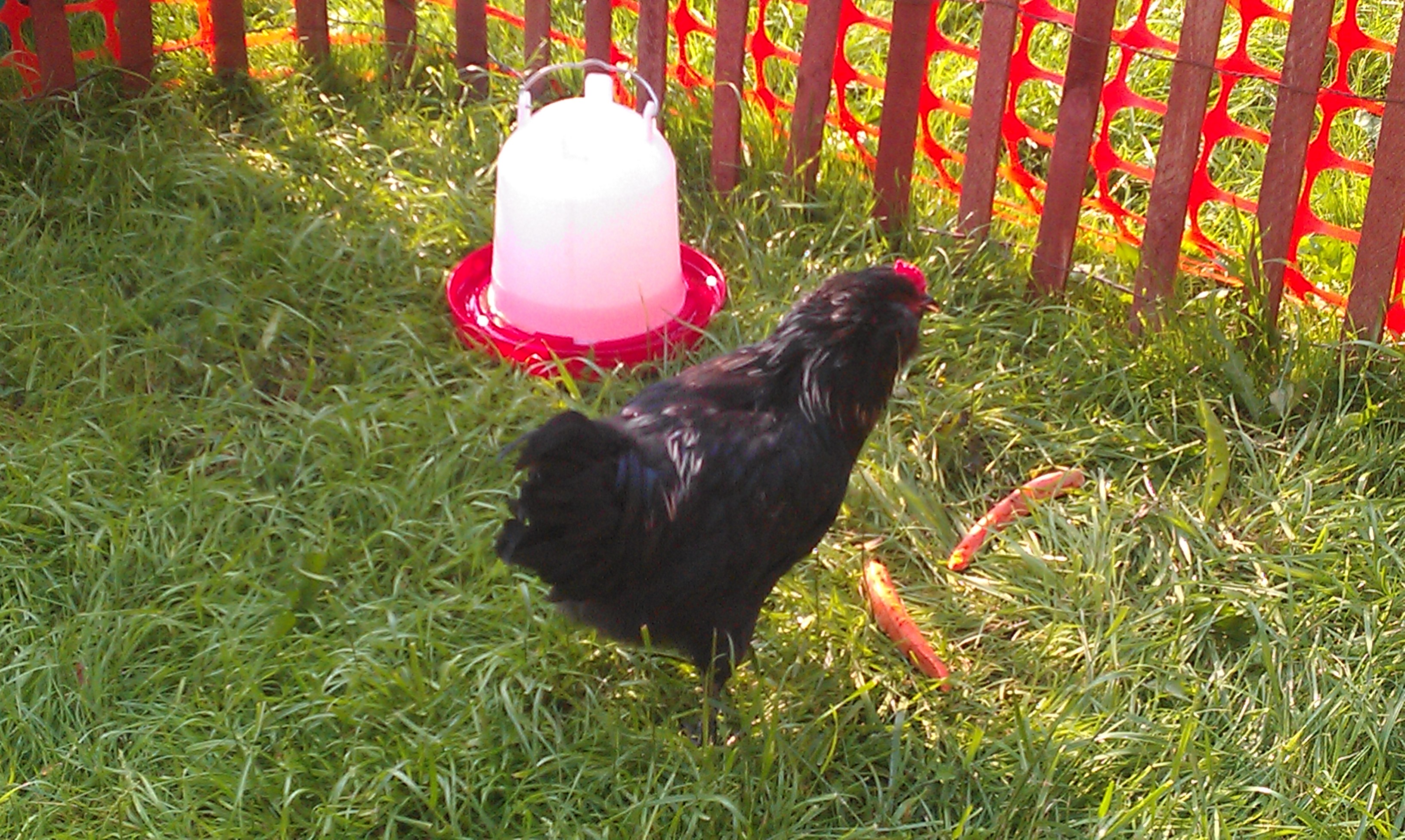 Charlie doin his thing in the yard.