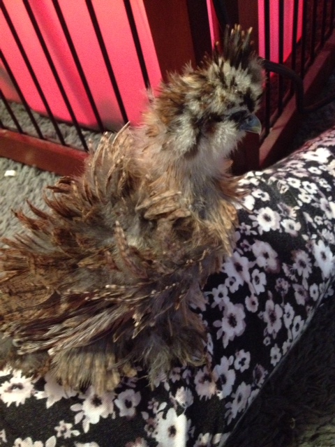 Charlie is a rambunctious little man!