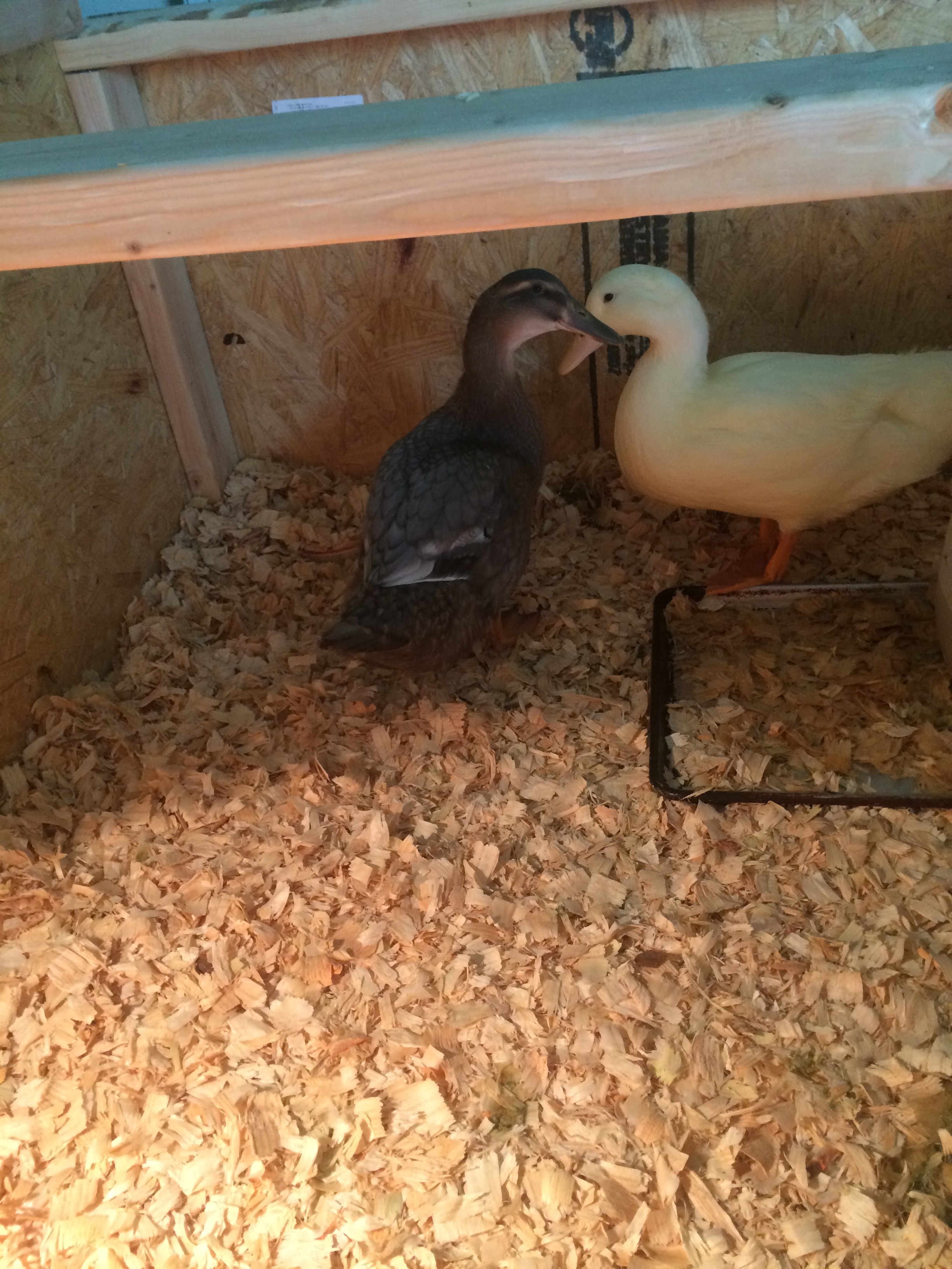 Charlie is the mallard, Louis is the Pekin.