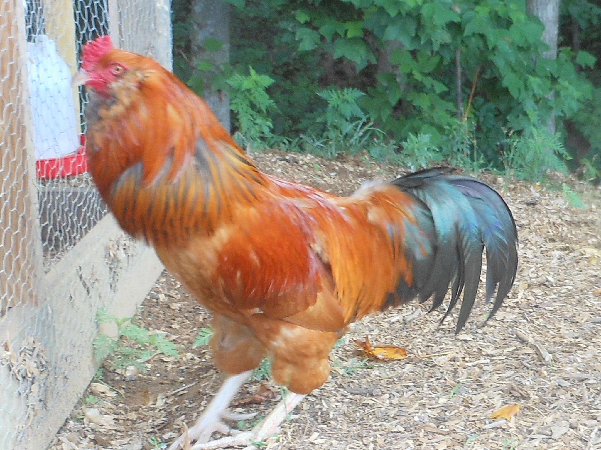 Charlie the Ameraucana rooster