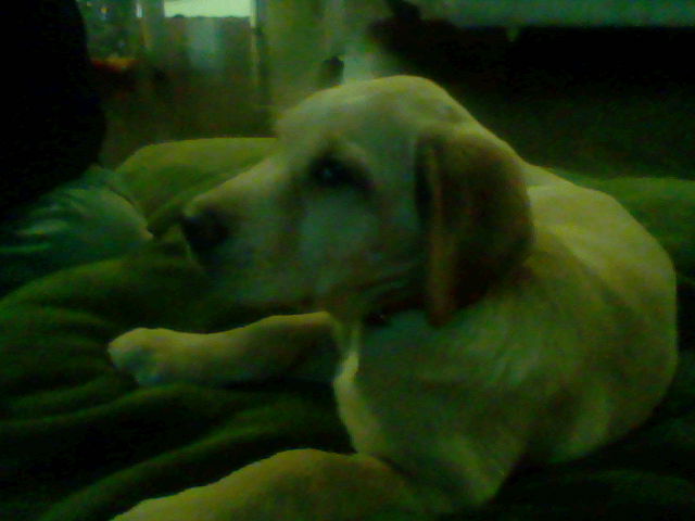 Charlie watching a tv show