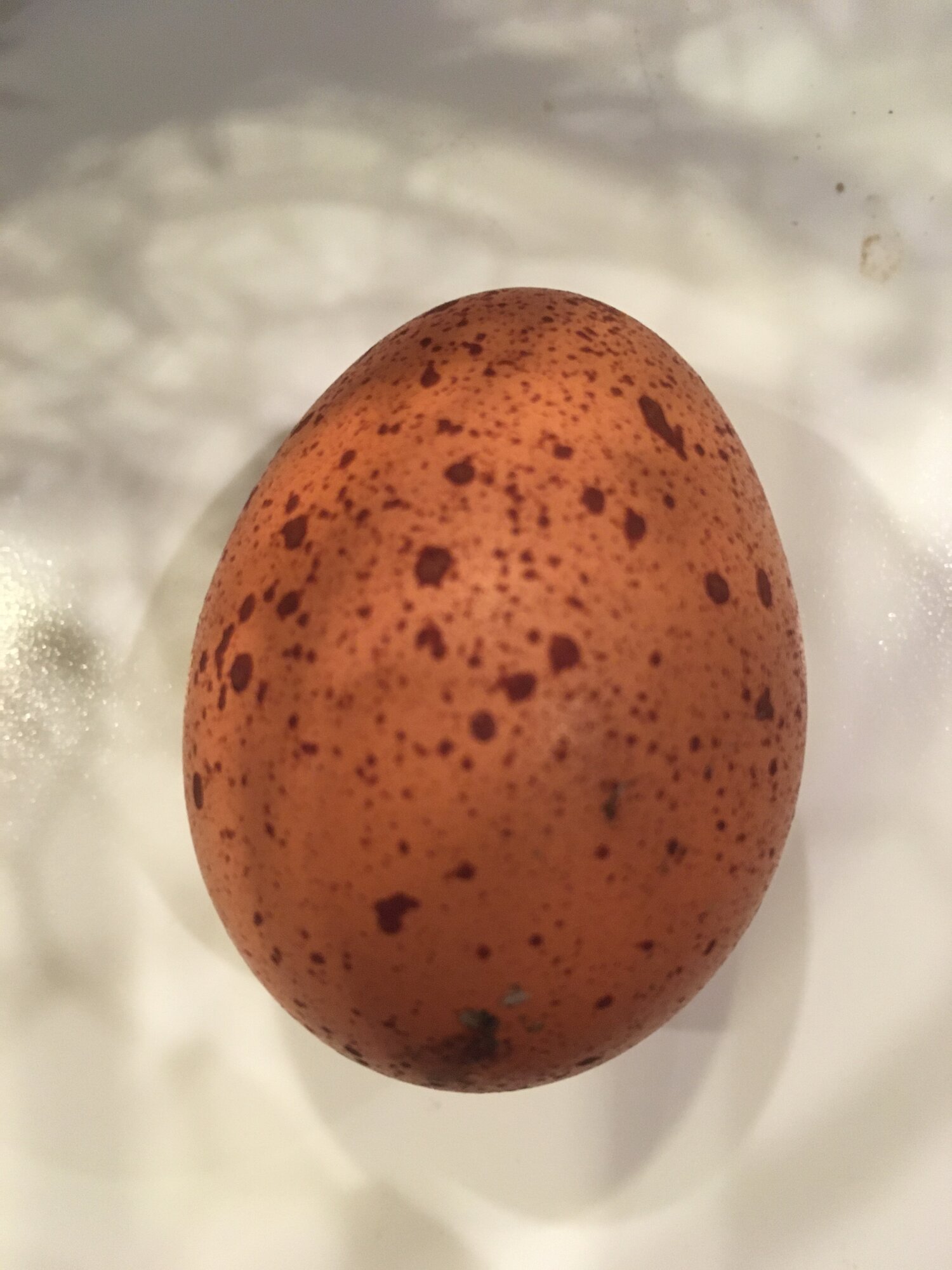 Charlotte's egg