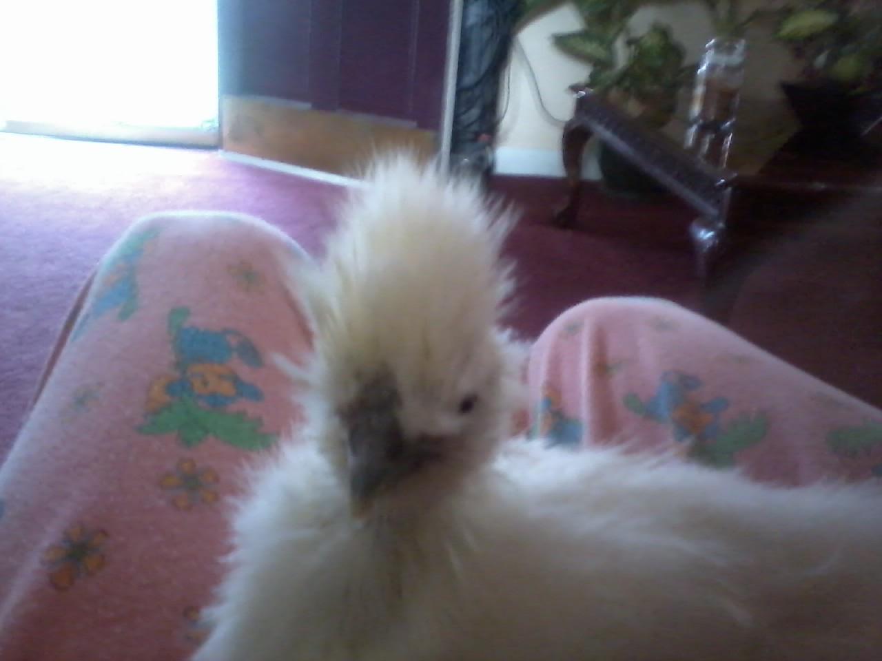 Charmin the silkie.
