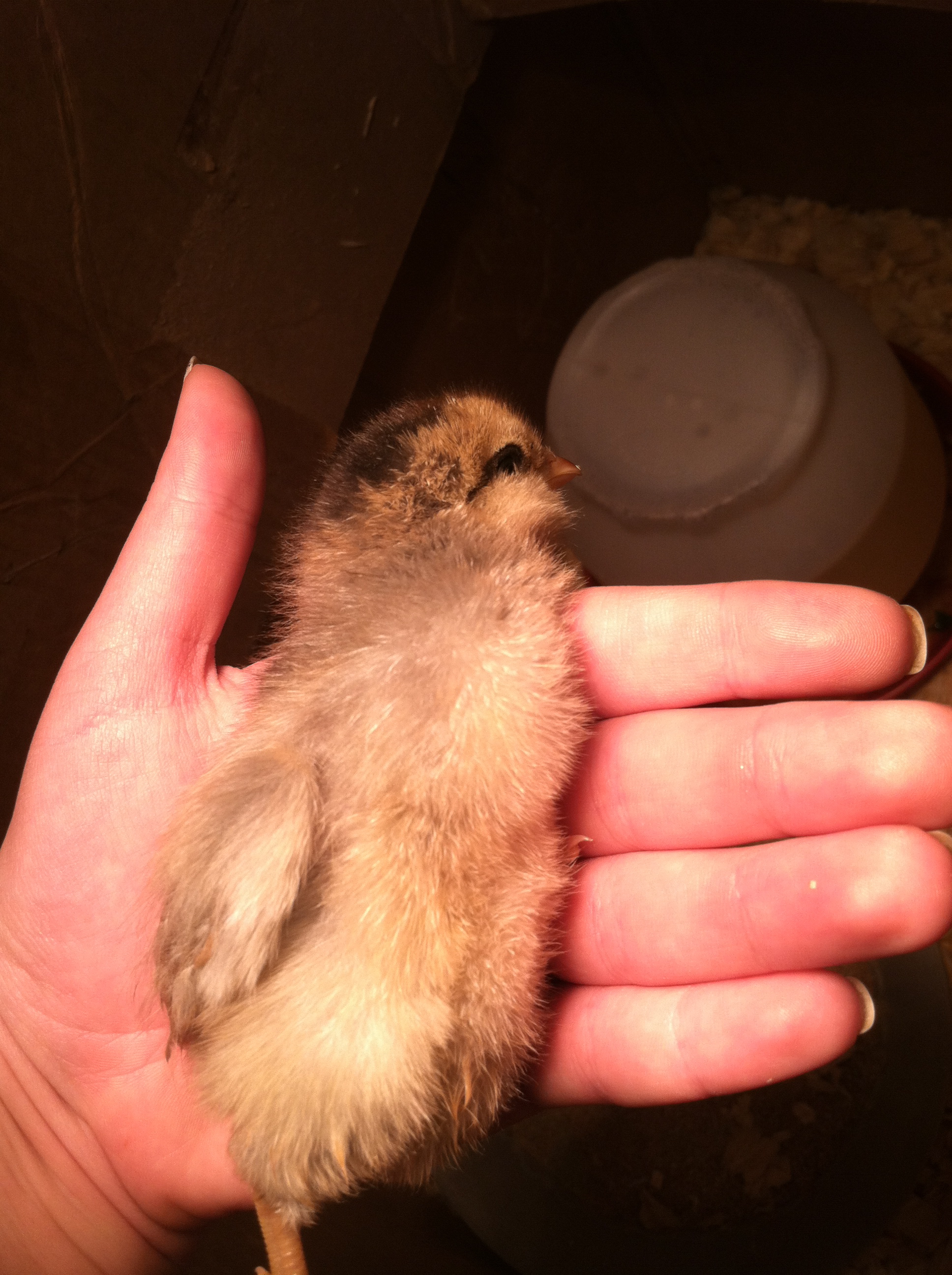 Charolette, again. All my chicks do this when I pick them up, lol, they sprawl out and just look around.