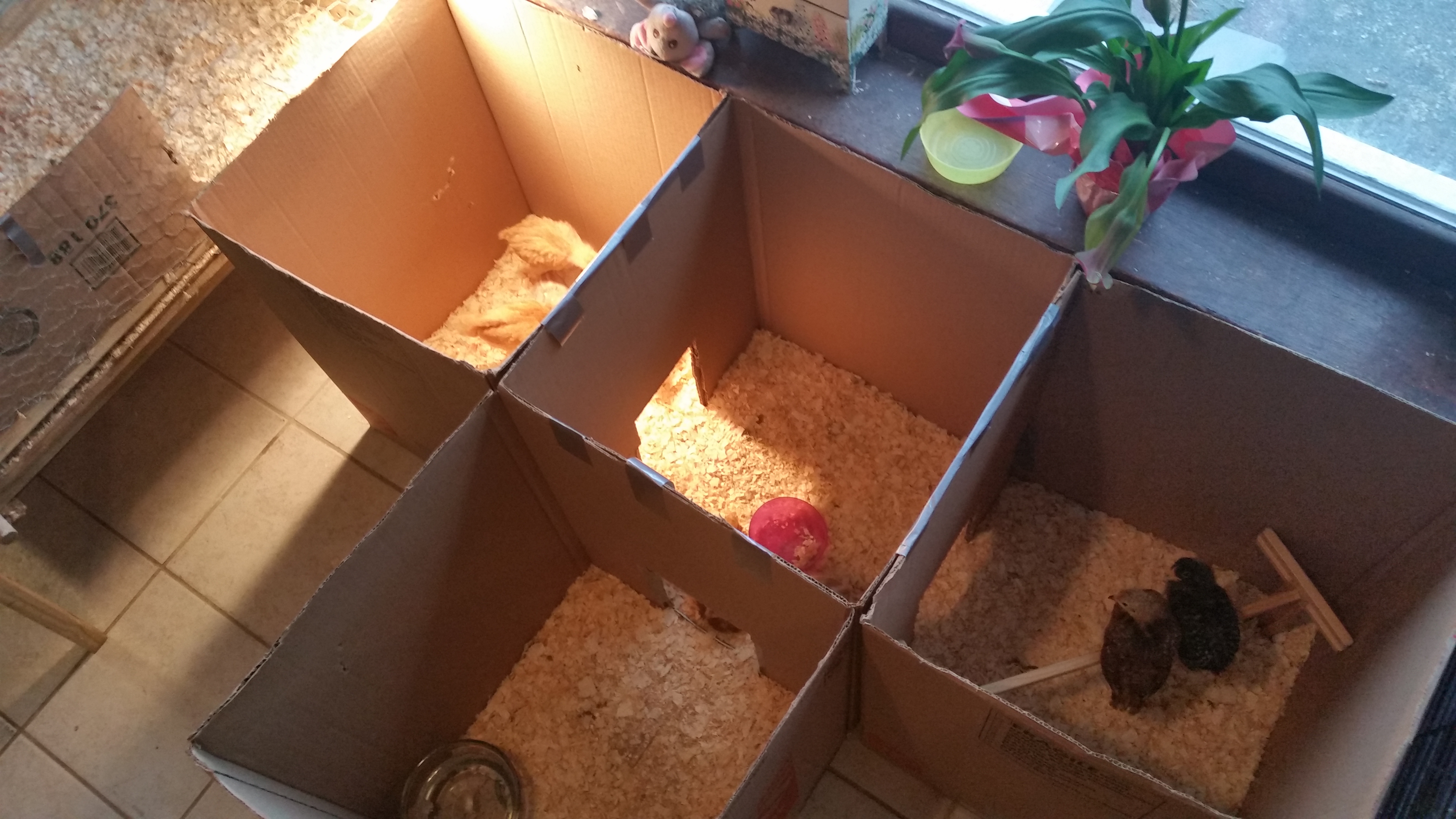 Chateau Le Chick until the coop is done. We have a 4x3ft chicken wire brooder that held all 12 chicks until they were 3 weeks old and the bigger chicks started pecking the smaller ones like crazy. So the biggest 4 live in the brooder for right now and the smaller 8 share the cardboard box city :) Since separating them all, the pecking has stopped completely.