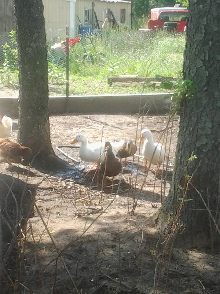 chatter Lucky and Aflack