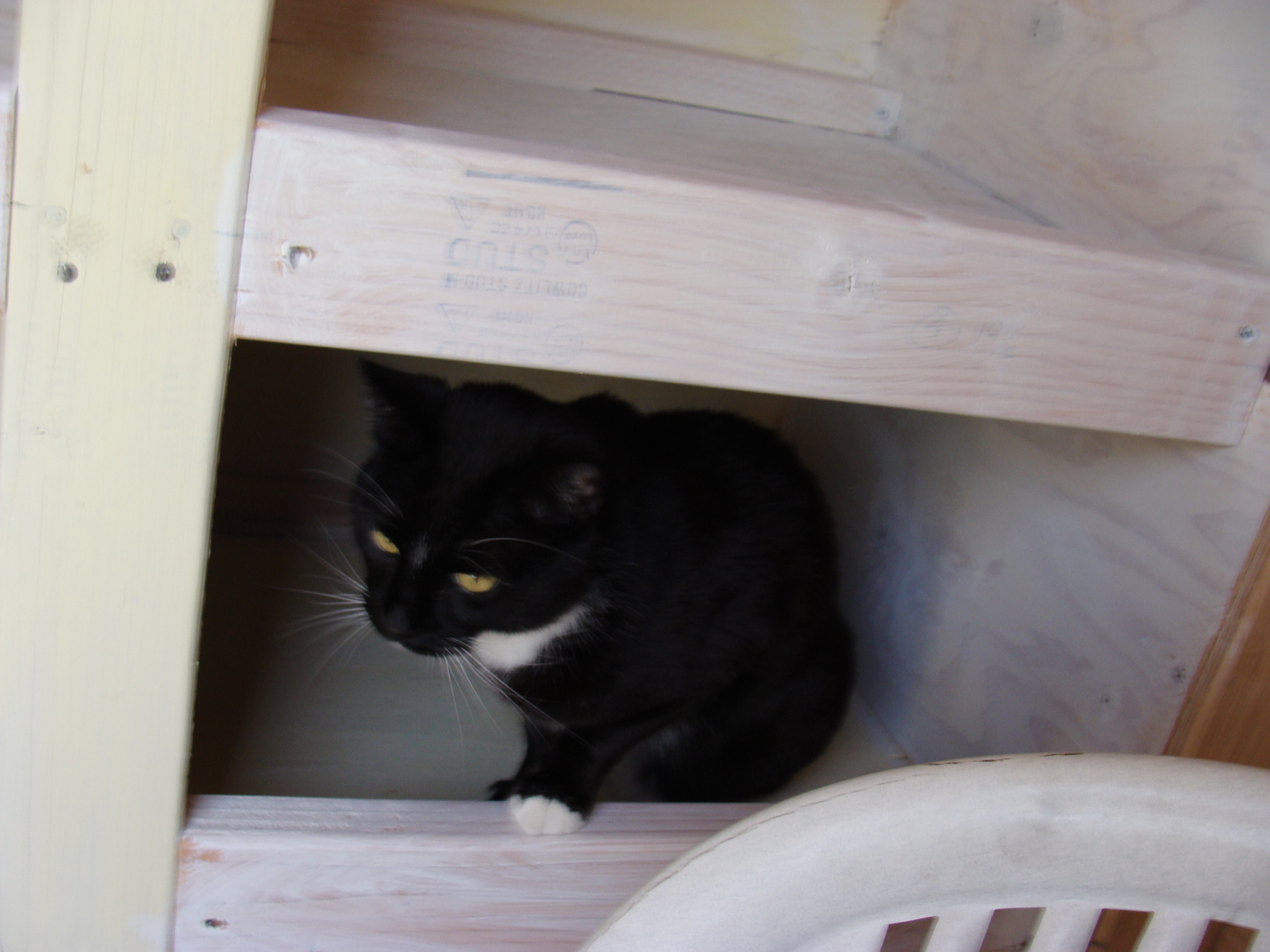 Chauncey inspects the laying boxes.