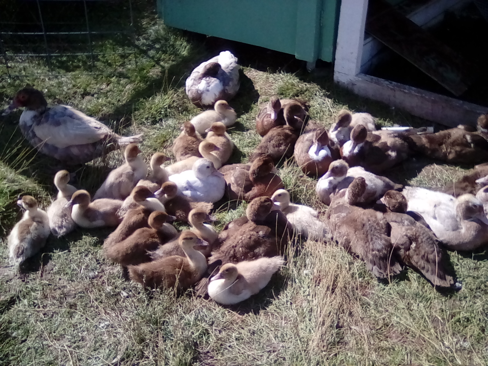 Chavatzelet's Ducklings