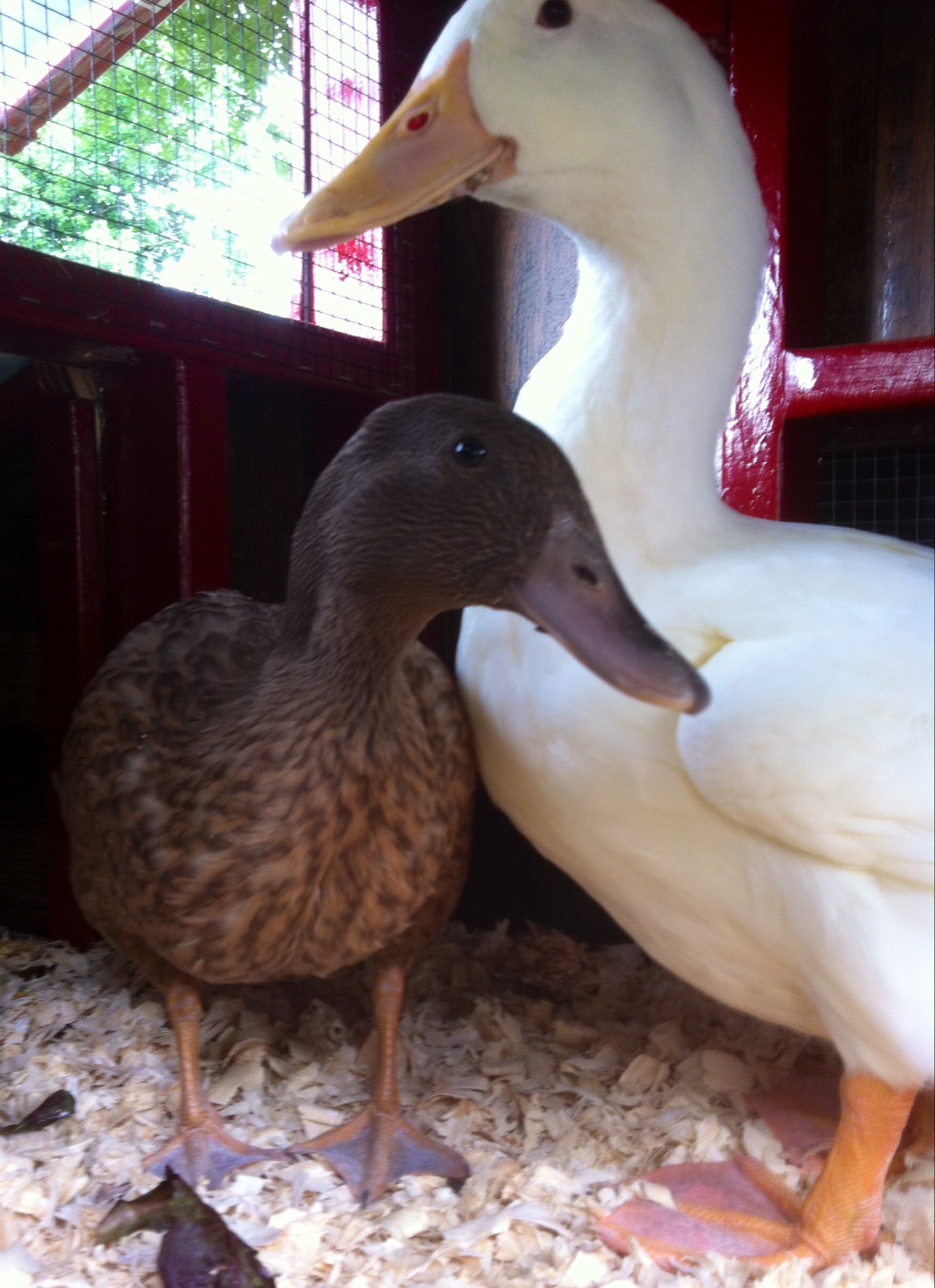 Chcking out the duck house