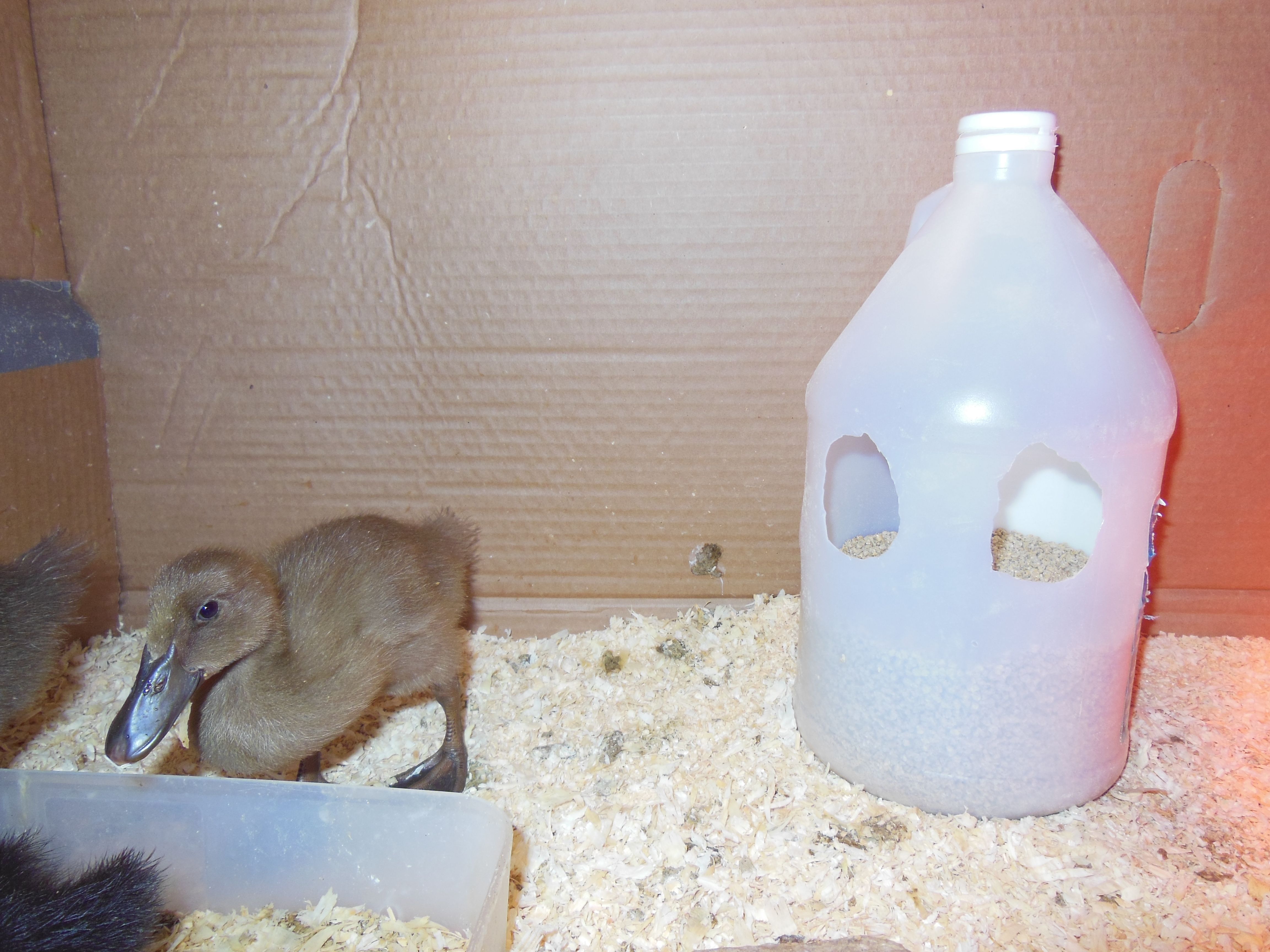 cheap feeder