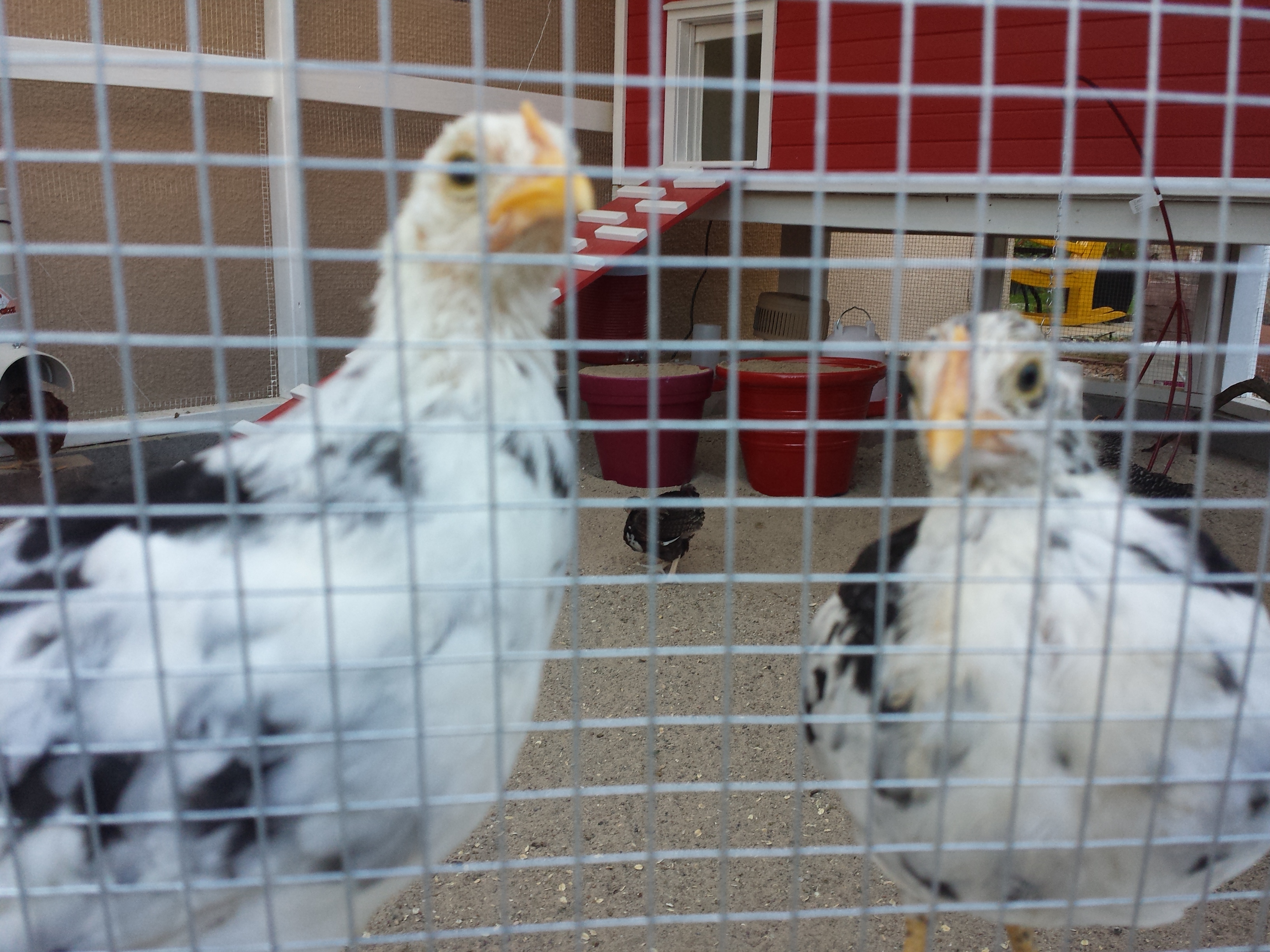 Checkers and Chip - my white egg layers... they are the most friendly of the 10 chicks... always flying up onto my arm or sitting on me when I come into the coop