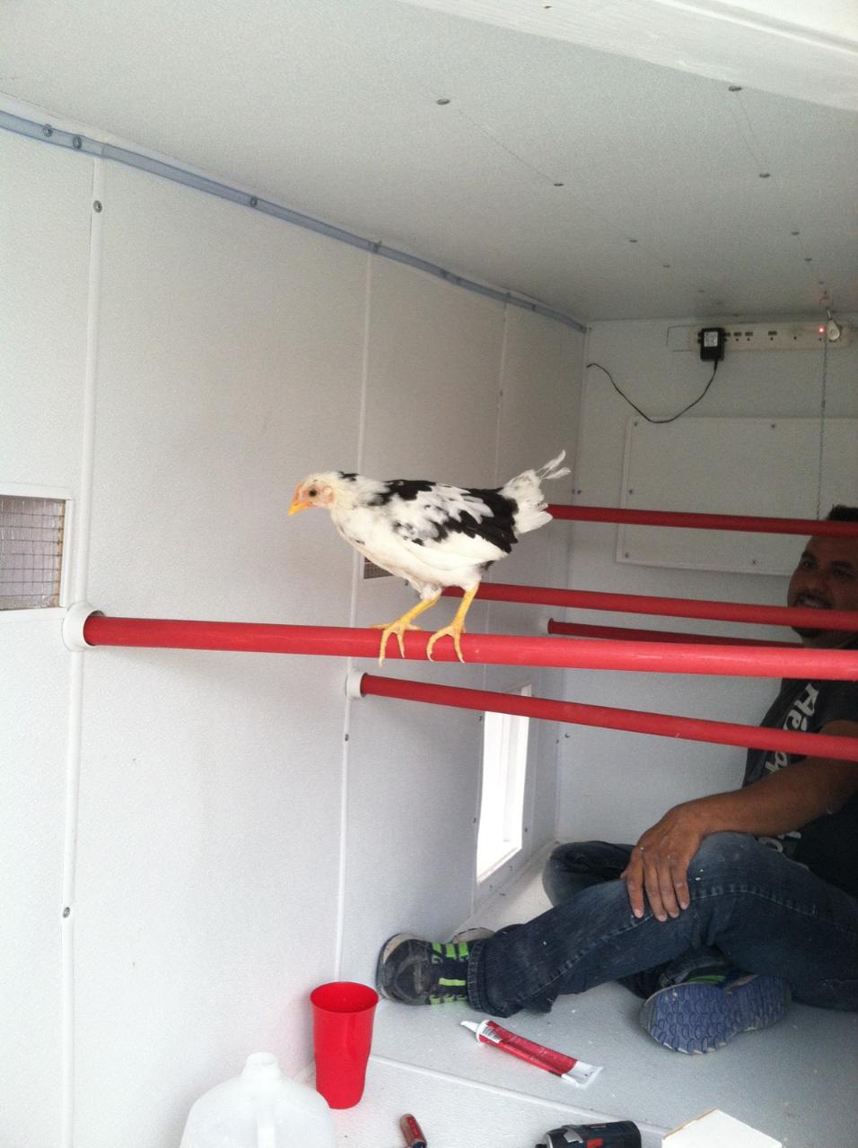Checkers checking out the inside and testing the dowel roosts while a worker is finishing the dowels
