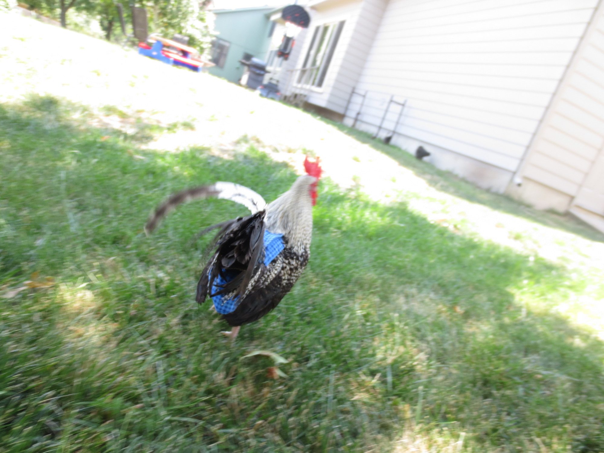 Checkers in his diaper