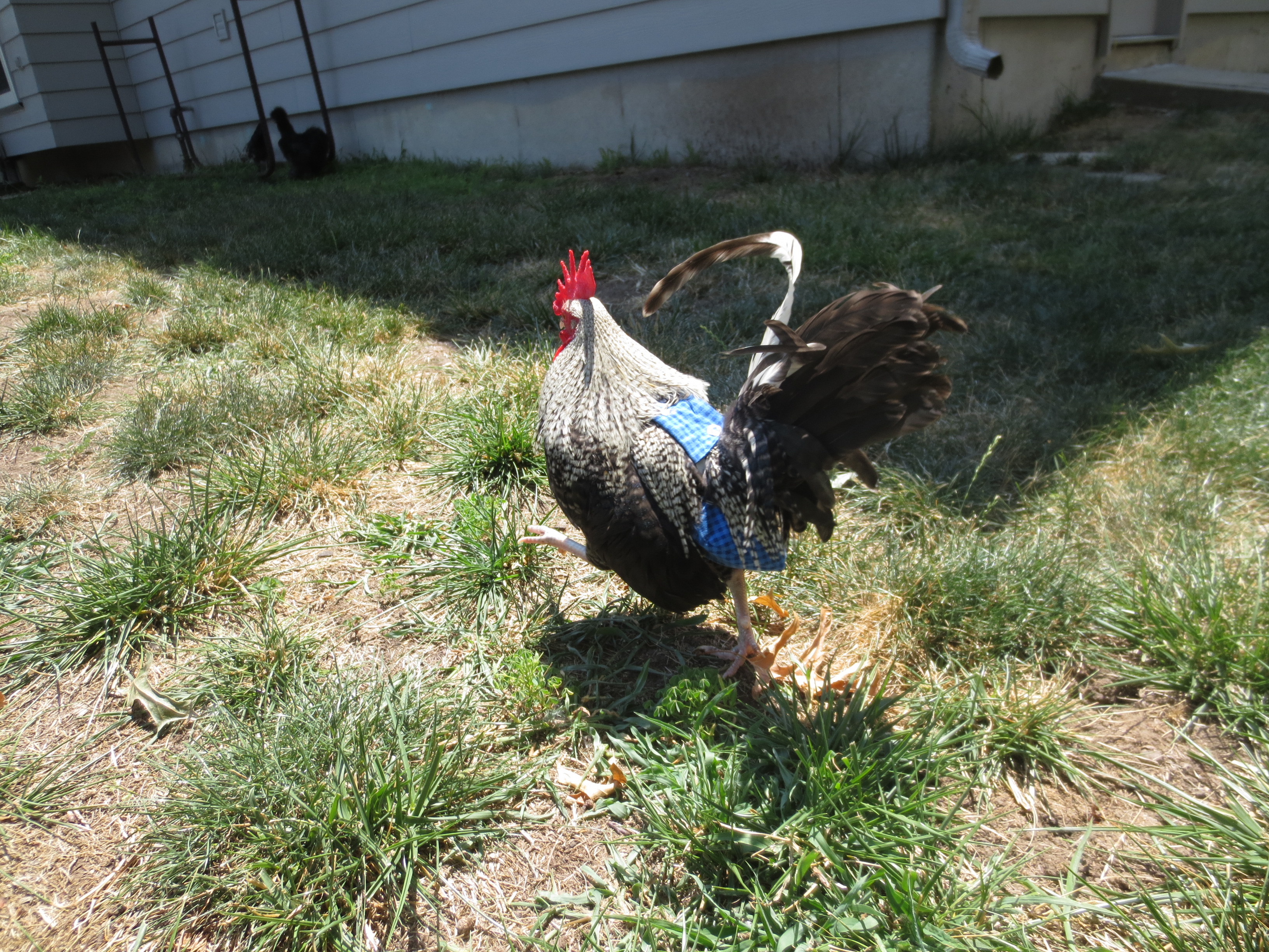 Checkers in his diaper