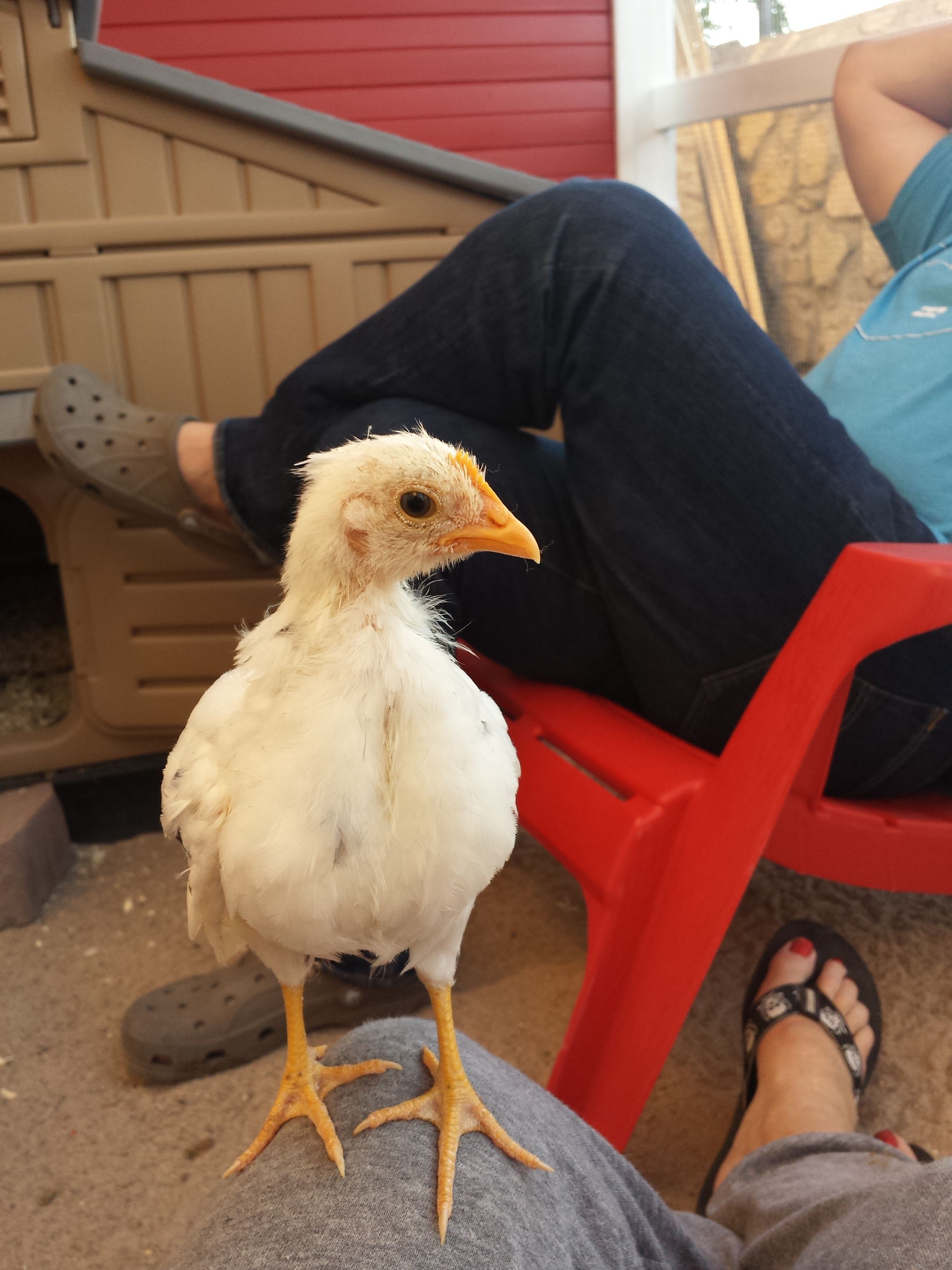 Checkers sitting on my leg... we sit in the coop in the morning when we first moved them in to the coop from the brooder