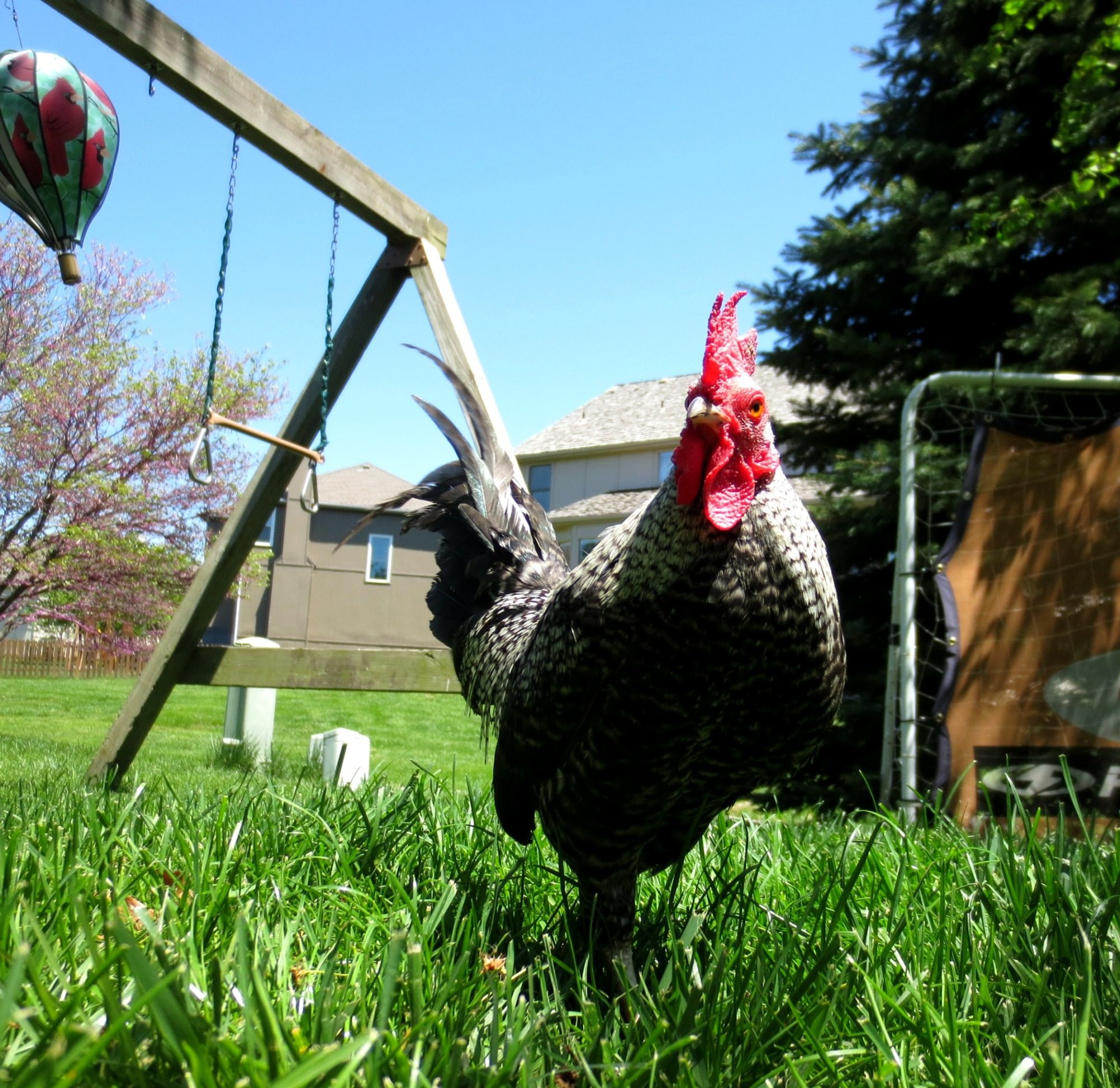 Checkers the barred OEGB