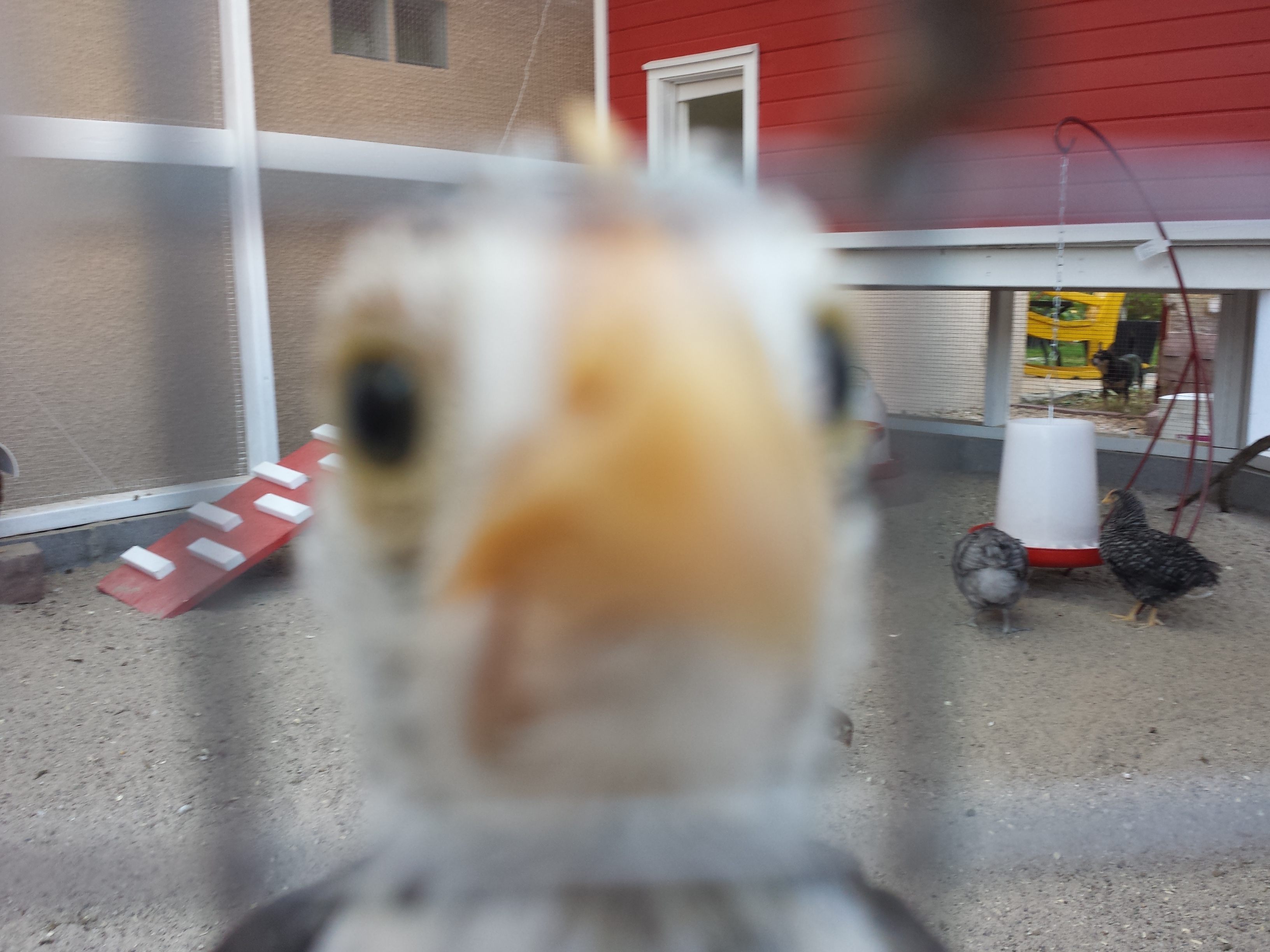Checkers - up close and personal