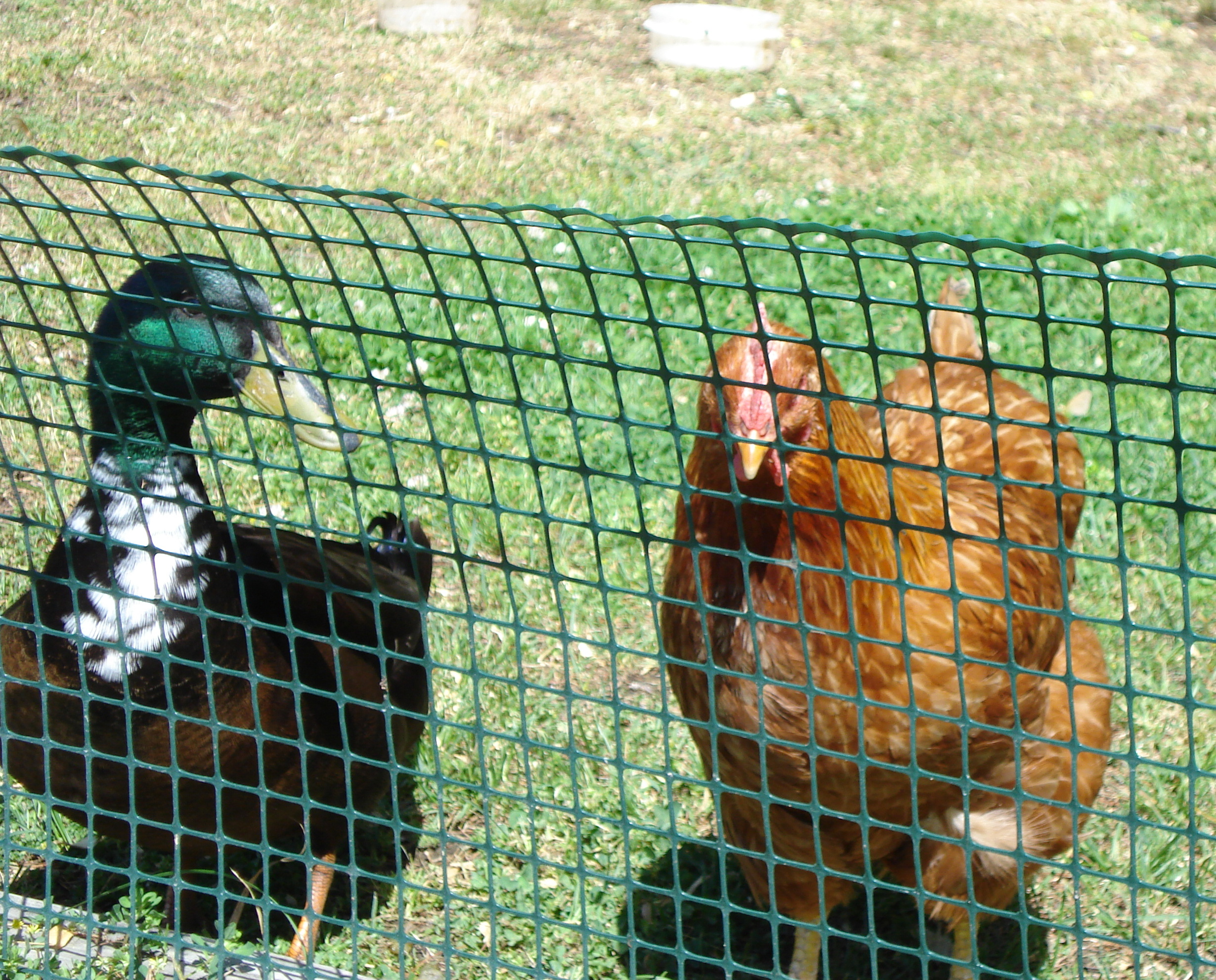 Checkin out my garden!