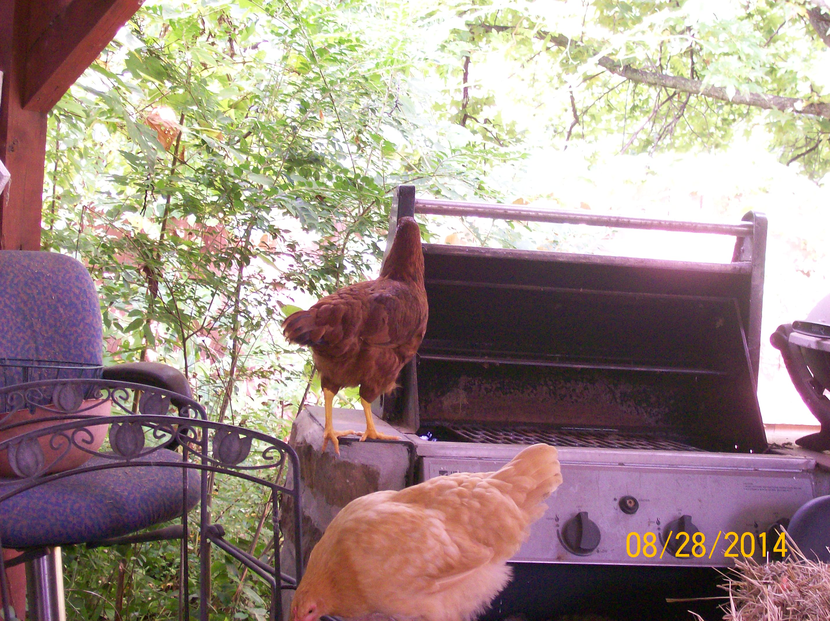 checkin out the grill