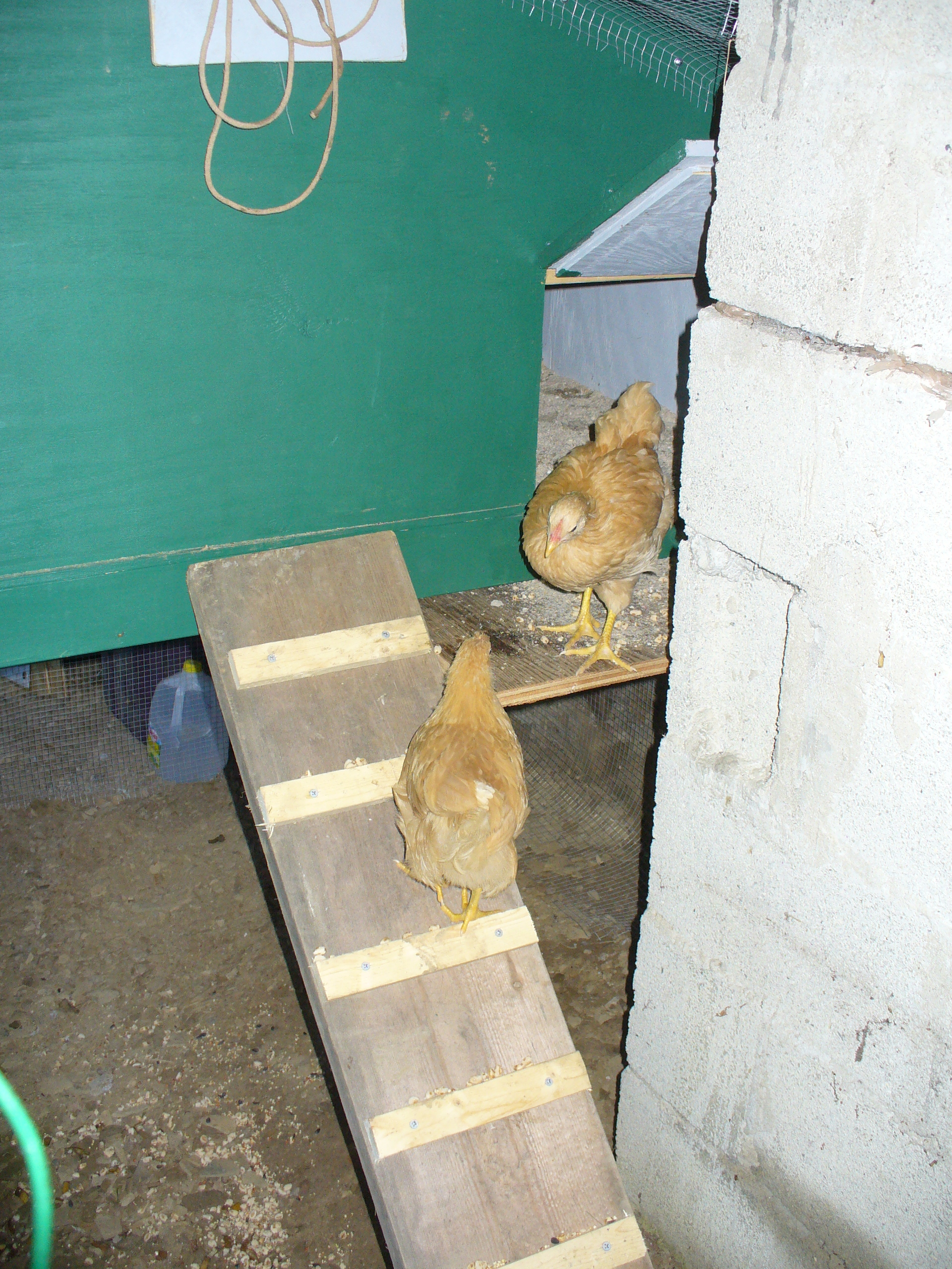 Checkin' out the run! The ladder ramp seemed a little steep, but they figured it out!