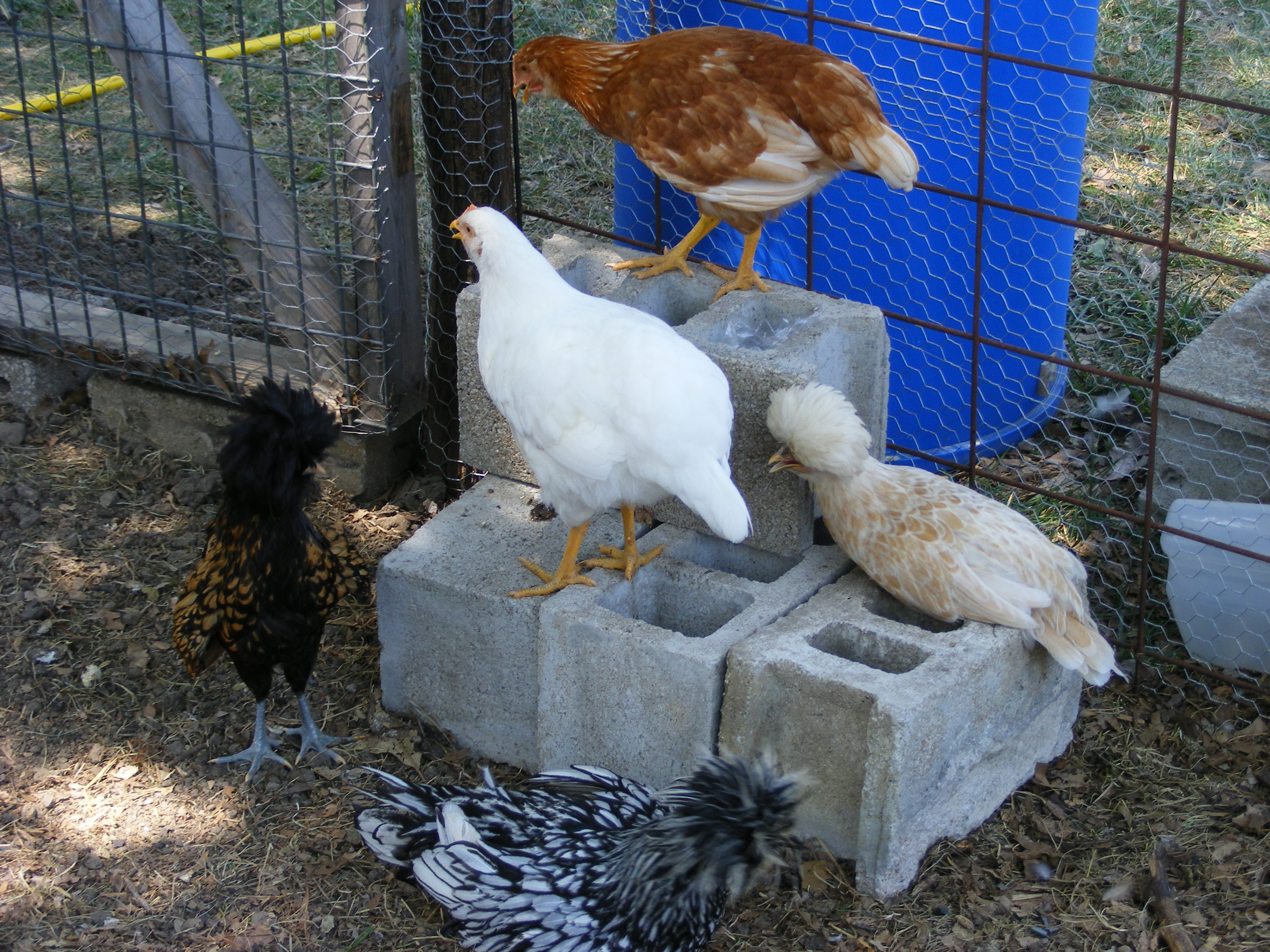 Checking out a new perch