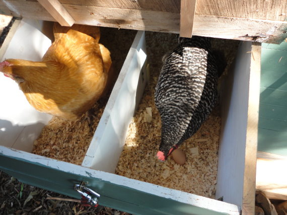 Checking out her first egg