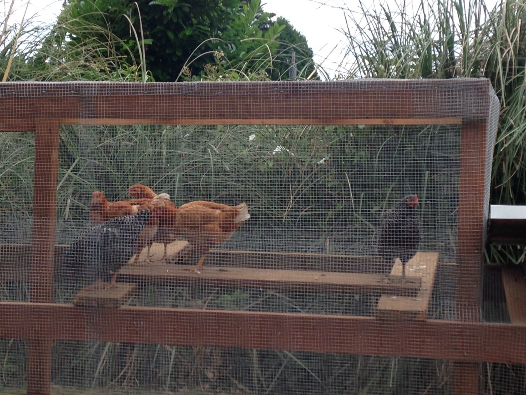 Checking out the additional roosts in the run.
