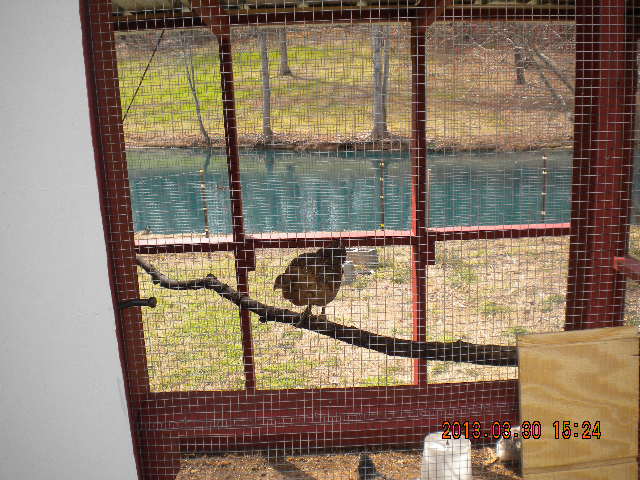 Checking out the branch roost bar in the run.